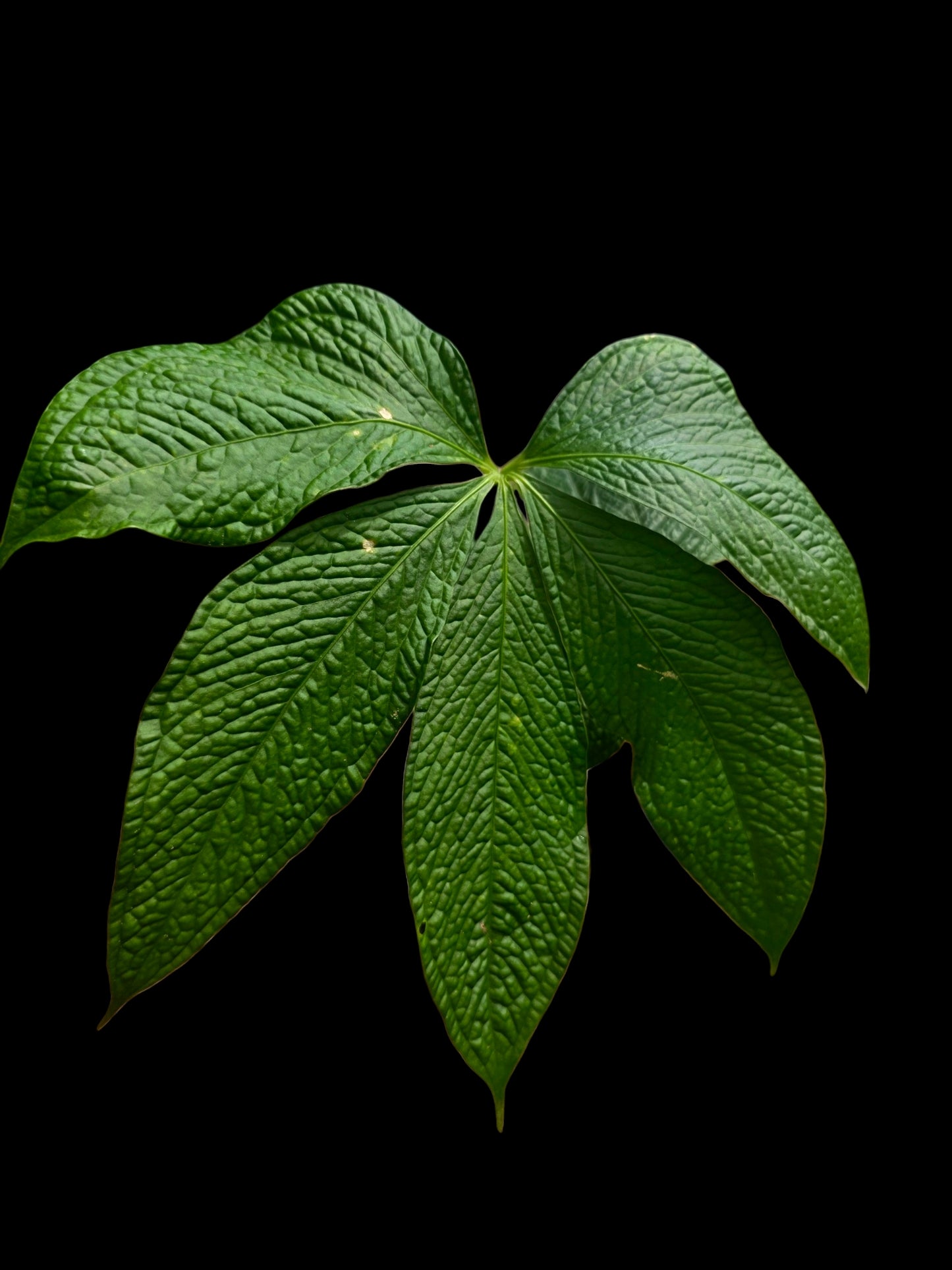 anthurium green crocodile Anthurium sp. "Crocodile Hands" Wild Ecotype (EXACT PLANT)