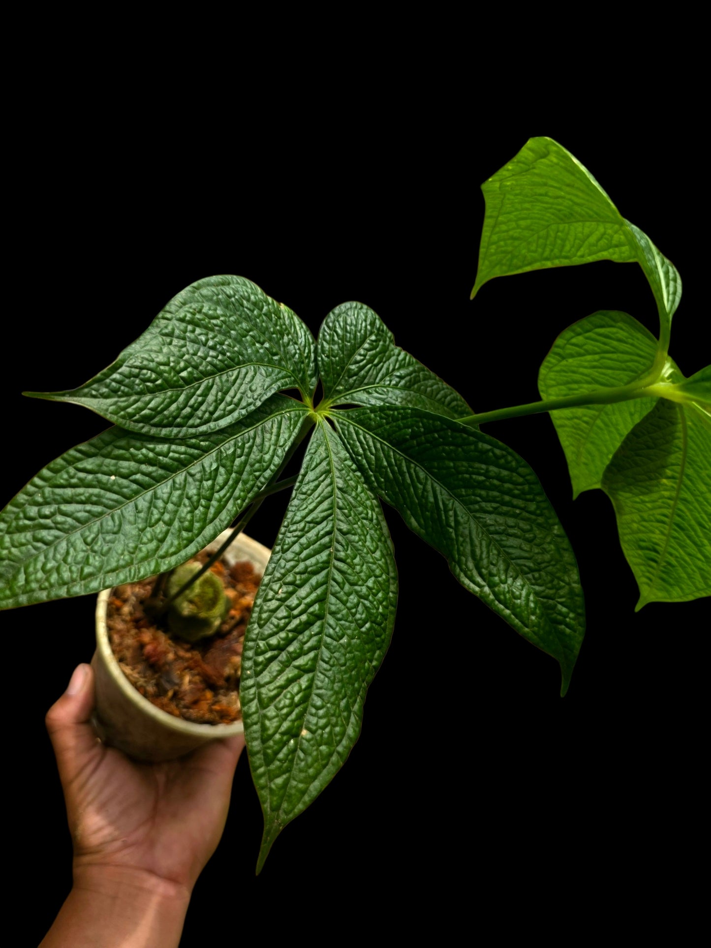 Anthurium sp. "Crocodile Hands" Wild Ecotype (EXACT PLANT)