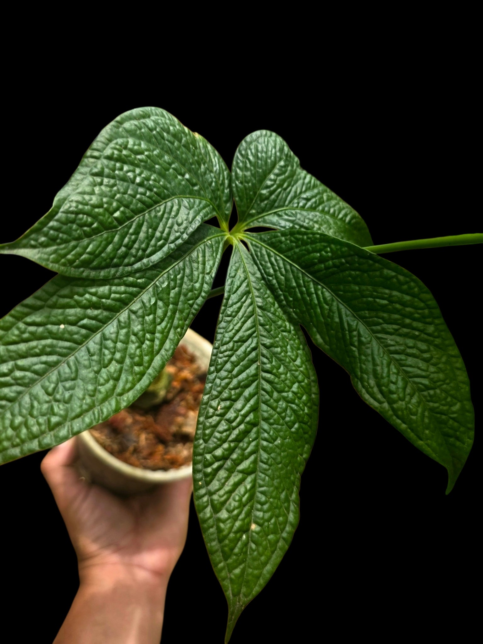 anthurium pentaphyllum for sale Anthurium sp. "Crocodile Hands" Wild Ecotype (EXACT PLANT) – Amazon Plants Peru