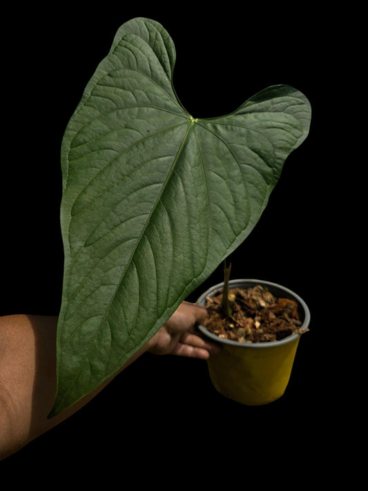 Anthurium sp. 'Peru Dark' BIG Plant Wild Ecotype (EXACT PLANT)