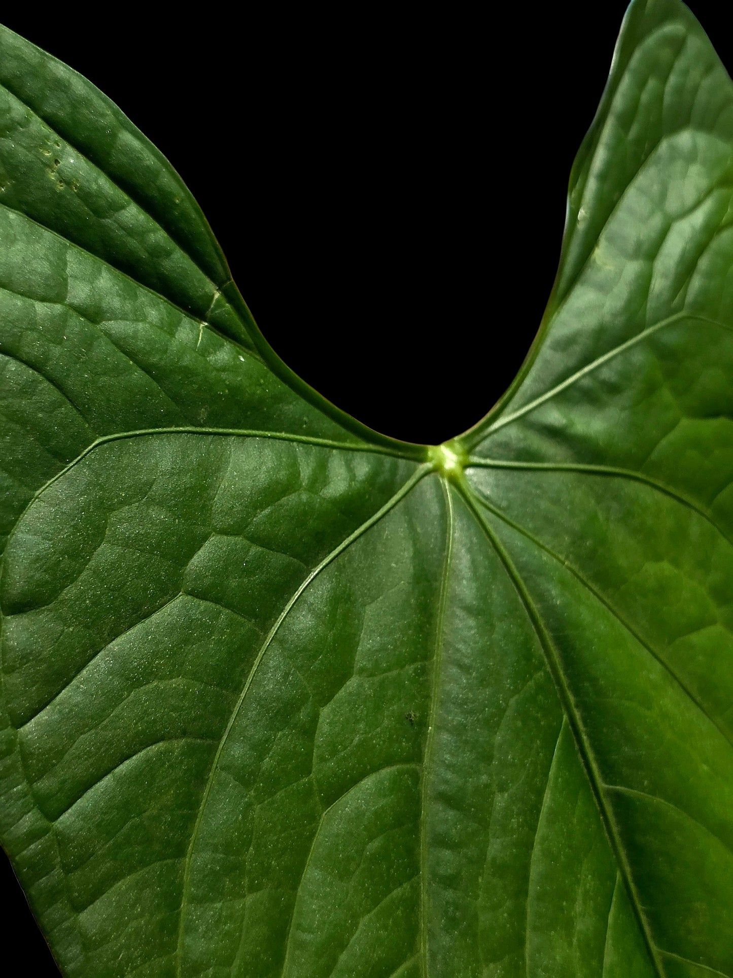 Anthurium sp. 'Peru Dark' BIG Plant Wild Ecotype (EXACT PLANT)