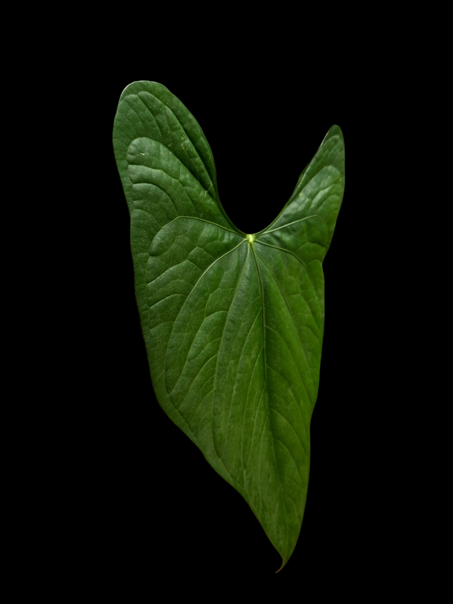 Anthurium sp. 'Peru Dark' BIG Plant Wild Ecotype (EXACT PLANT)