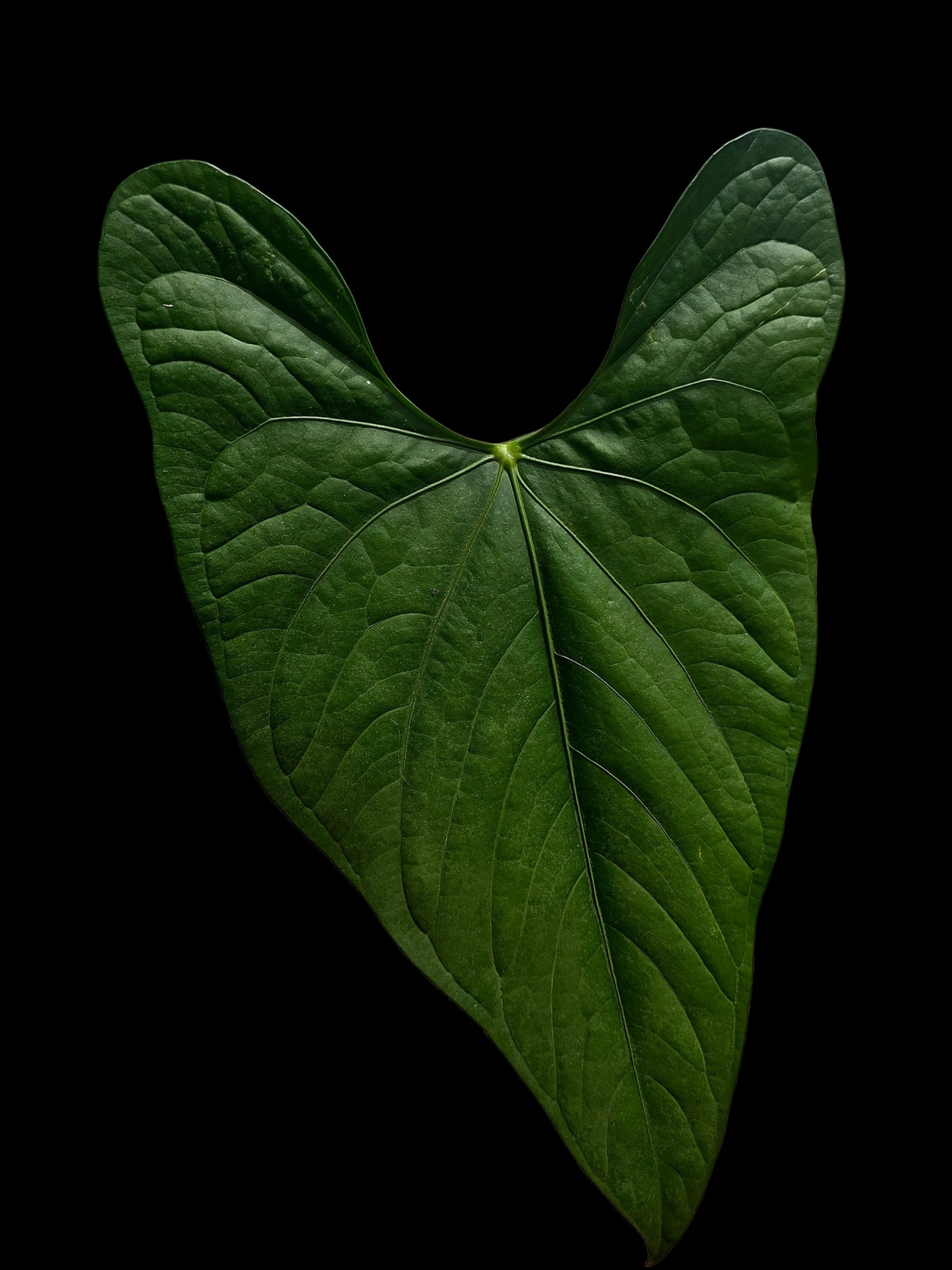 Anthurium sp. 'Peru Dark' BIG Plant Wild Ecotype (EXACT PLANT)