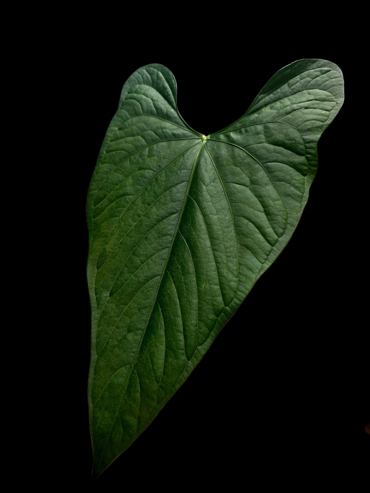 Anthurium sp. 'Peru Dark' BIG Plant Wild Ecotype (EXACT PLANT)