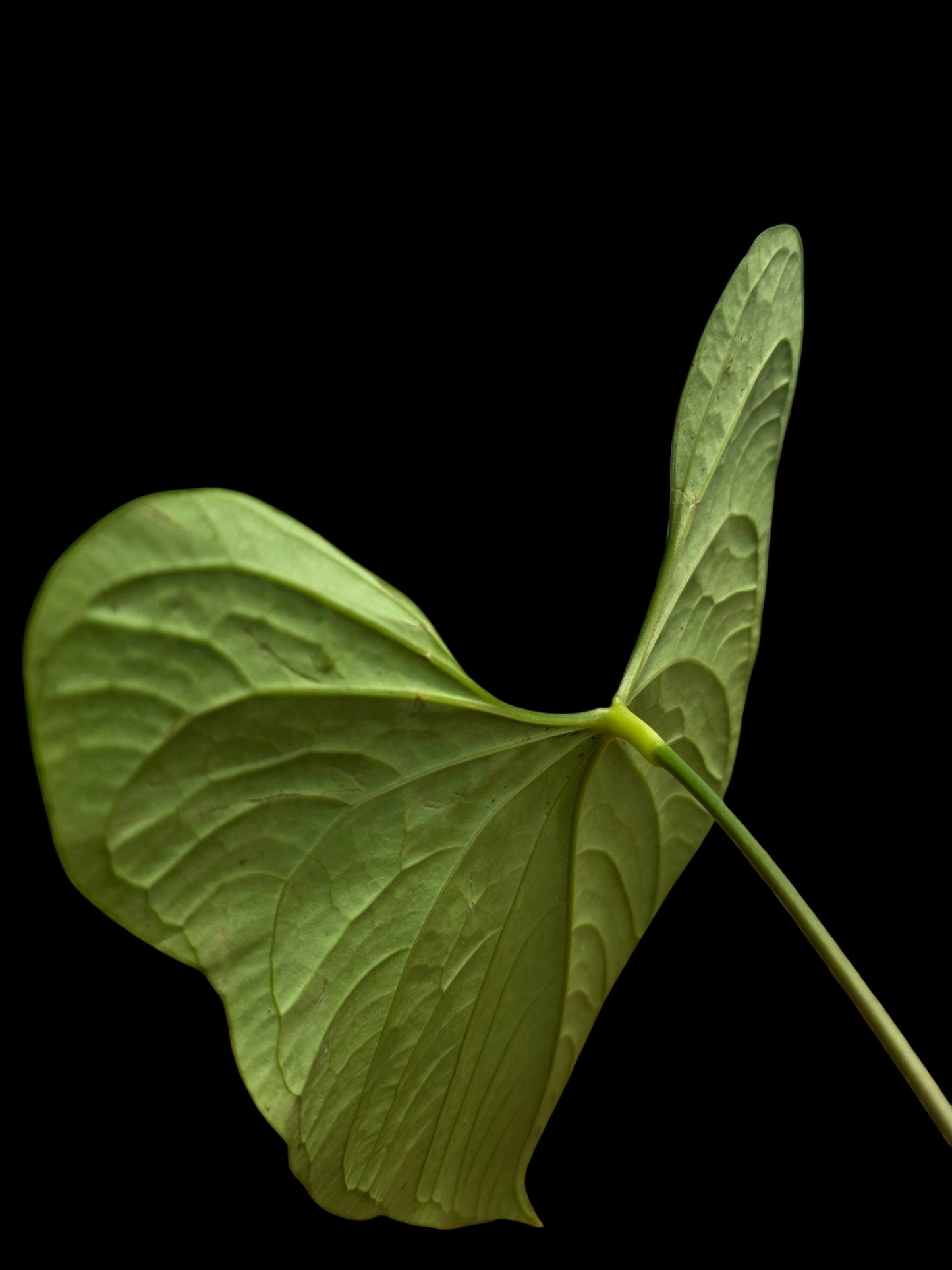 Anthurium sp. 'Peru Dark' BIG Plant Wild Ecotype (EXACT PLANT)