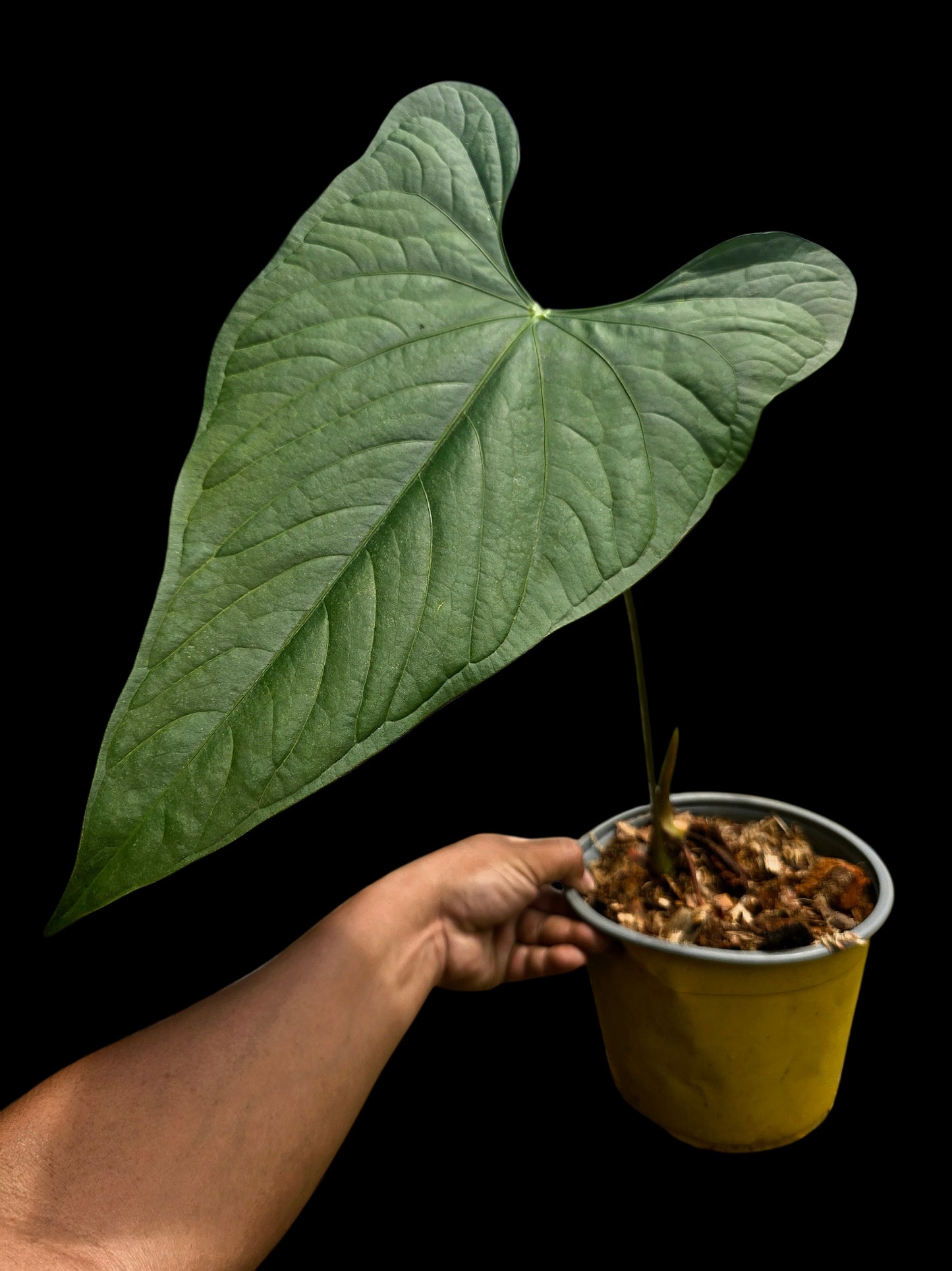 Anthurium sp. 'Peru Dark' BIG Plant Wild Ecotype (EXACT PLANT)