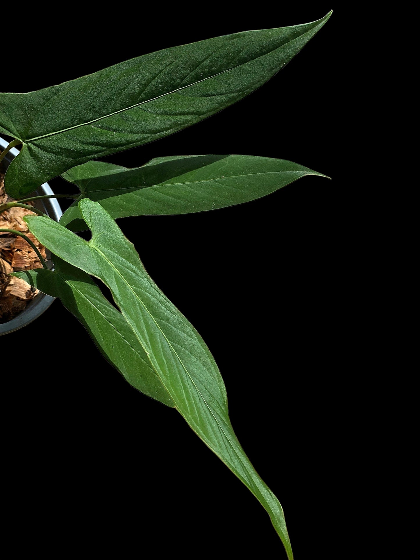 Anthurium sp. ‘Tingomarianense Velvet Lobed’ with 4 Leaves (EXACT PLANT)