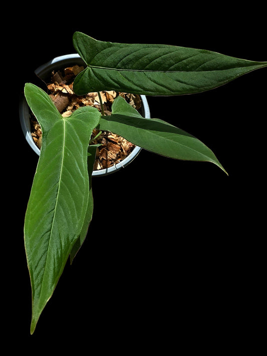 Anthurium sp. ‘Tingomarianense Velvet Lobed’ with 4 Leaves (EXACT PLANT)