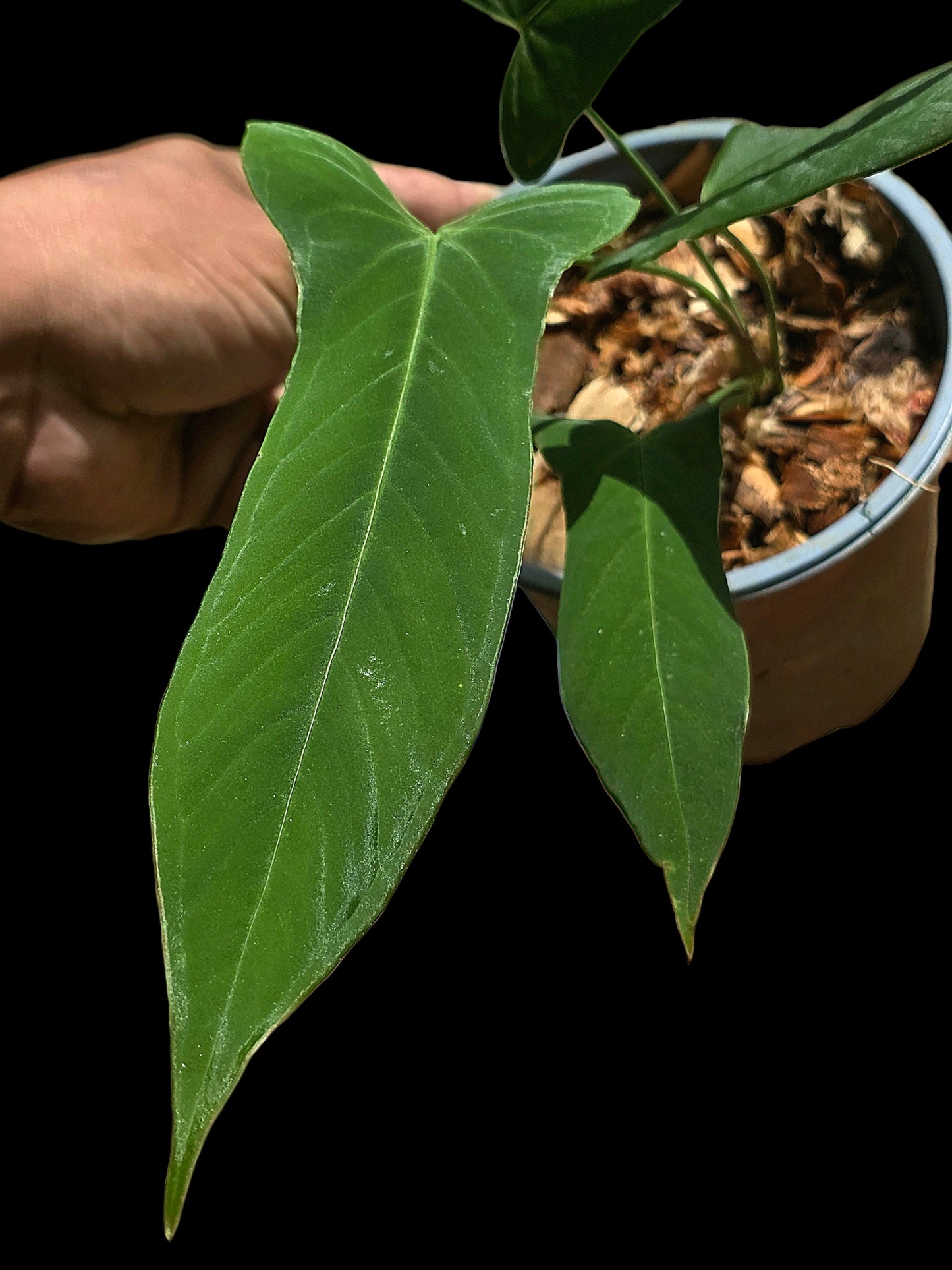 Anthurium sp. ‘Tingomarianense Velvet Lobed’ with 4 Leaves (EXACT PLANT)