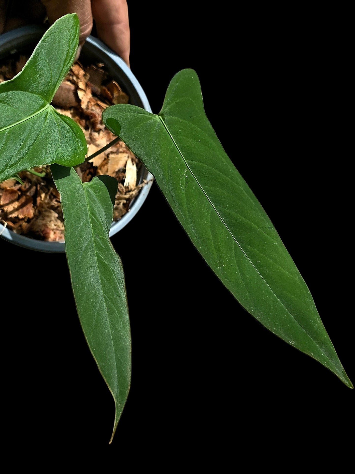 Anthurium sp. ‘Tingomarianense Velvet Lobed’ with 4 Leaves (EXACT PLANT)
