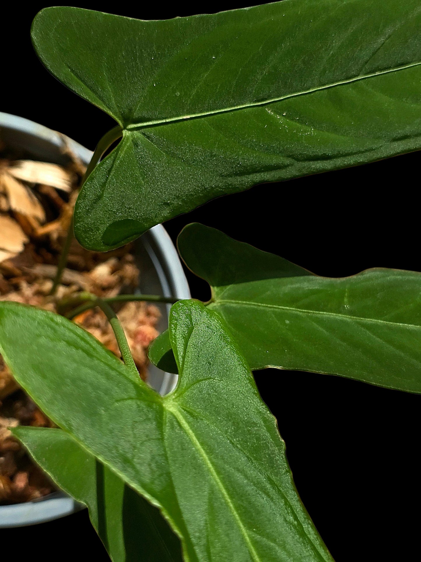 Anthurium sp. ‘Tingomarianense Velvet Lobed’ with 4 Leaves (EXACT PLANT)