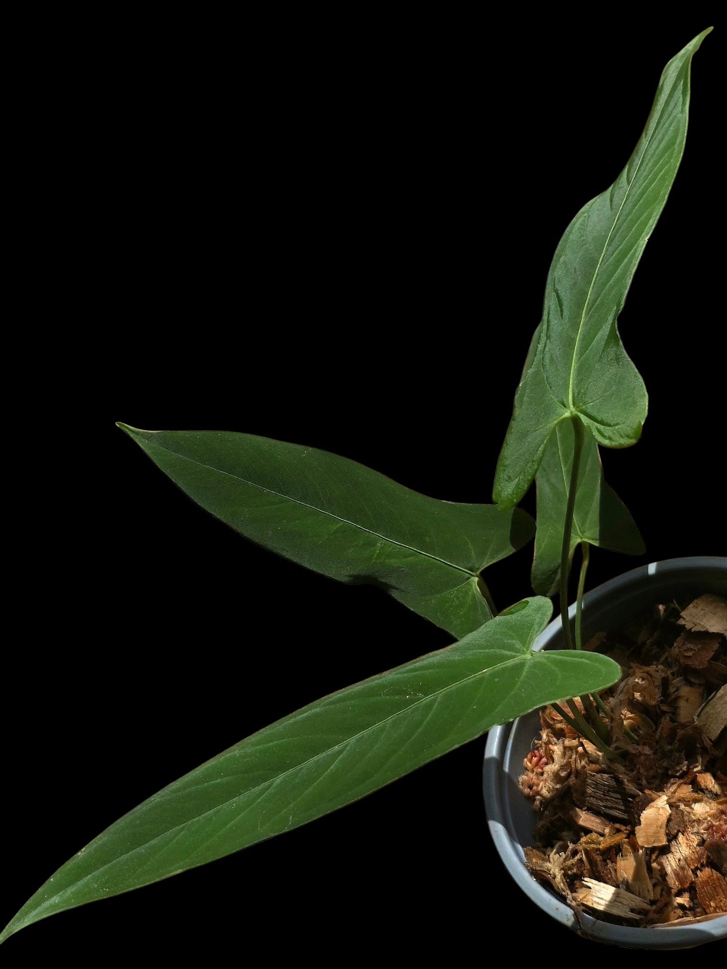 Anthurium sp. ‘Tingomarianense Velvet Lobed’ with 4 Leaves (EXACT PLANT)