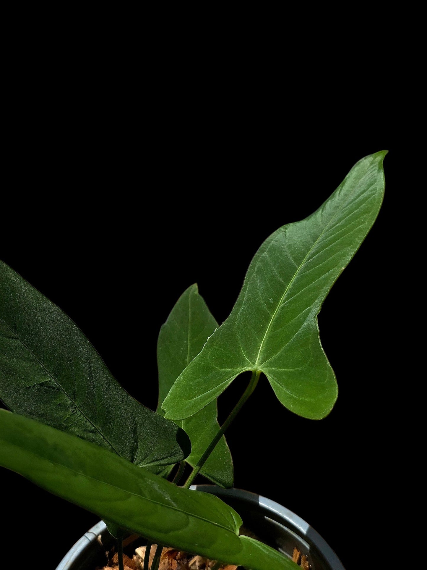 Anthurium sp. ‘Tingomarianense Velvet Lobed’ with 4 Leaves (EXACT PLANT)