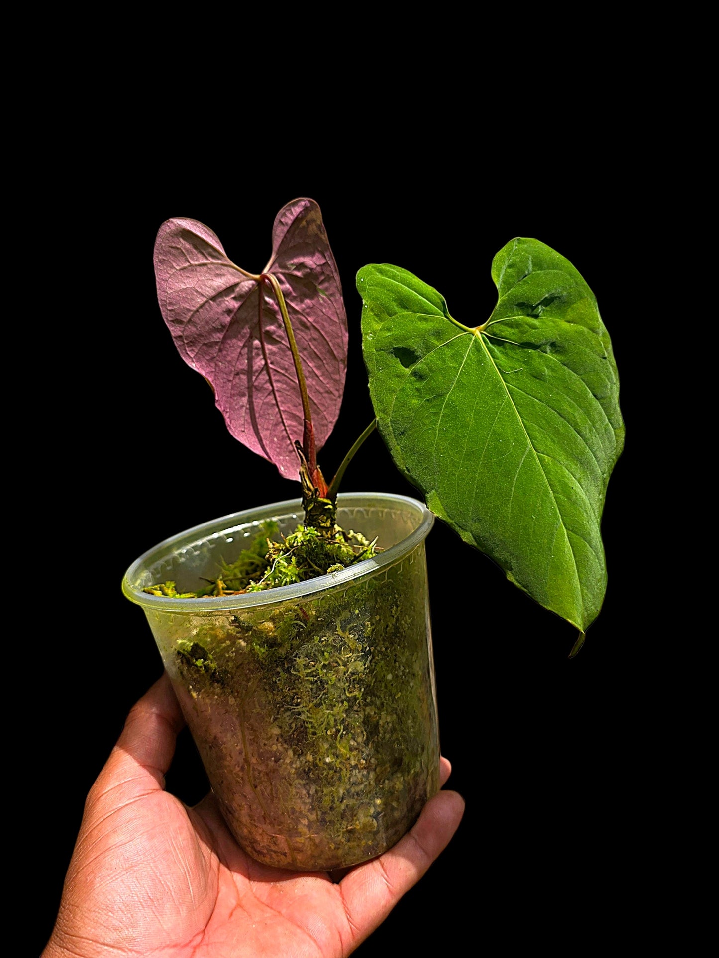 Anthurium Sp.'Purple' Velvety with 2 Leaves (EXACT PLANT)