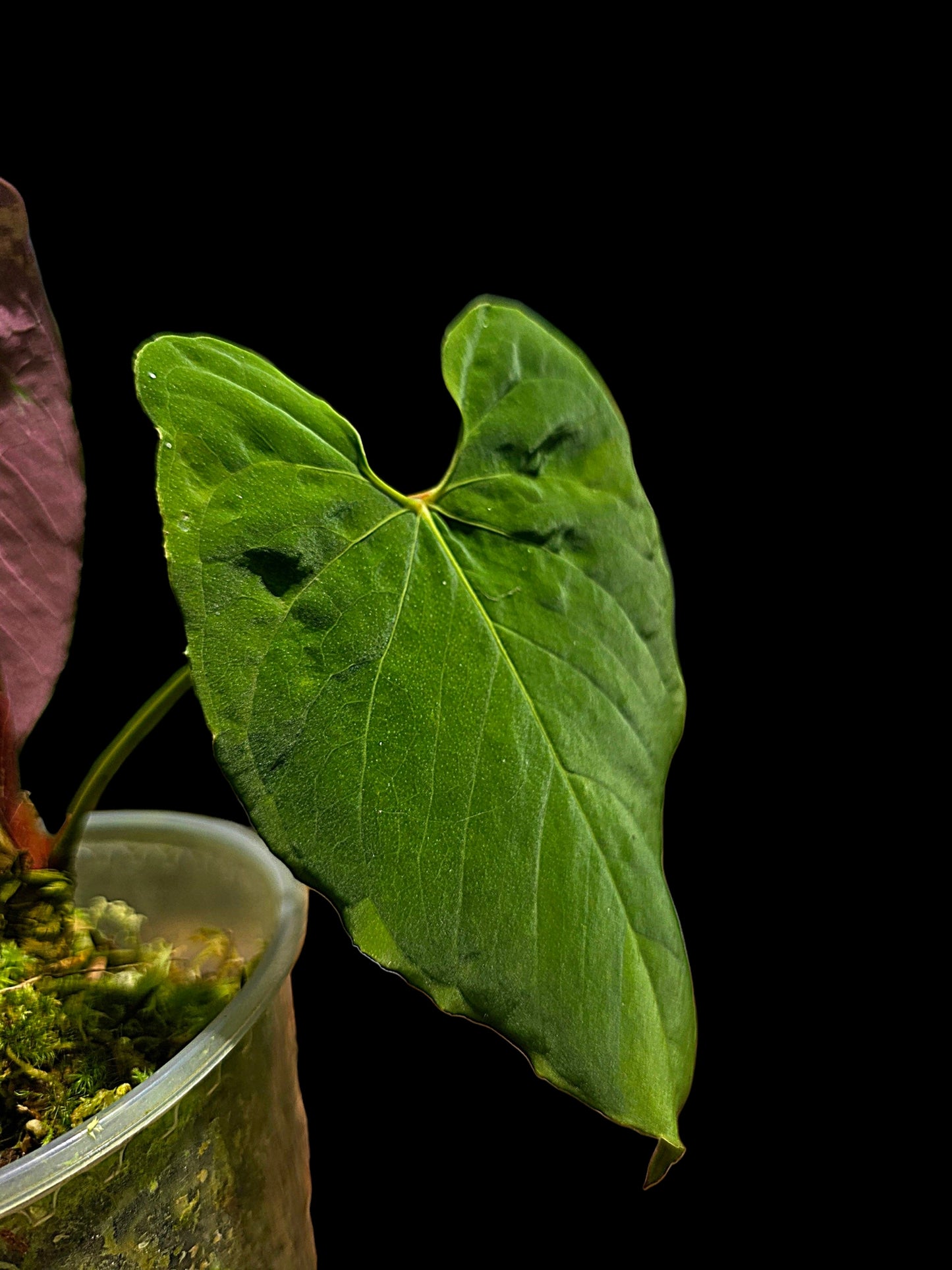 Anthurium Sp.'Purple' Velvety with 2 Leaves (EXACT PLANT)
