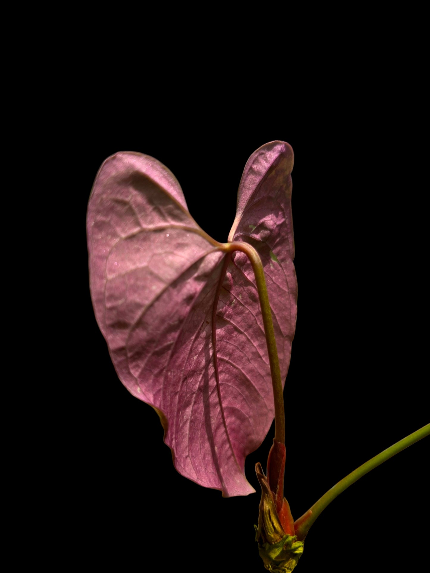 Anthurium Sp.'Purple' Velvety with 2 Leaves (EXACT PLANT)