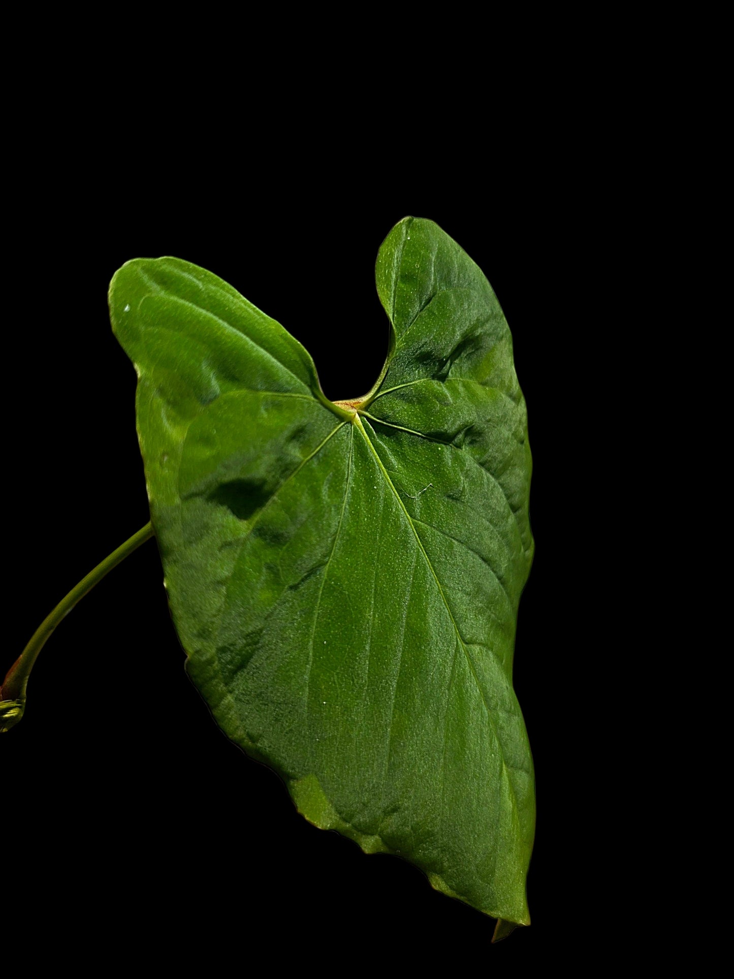 Anthurium Sp.'Purple' Velvety with 2 Leaves (EXACT PLANT)