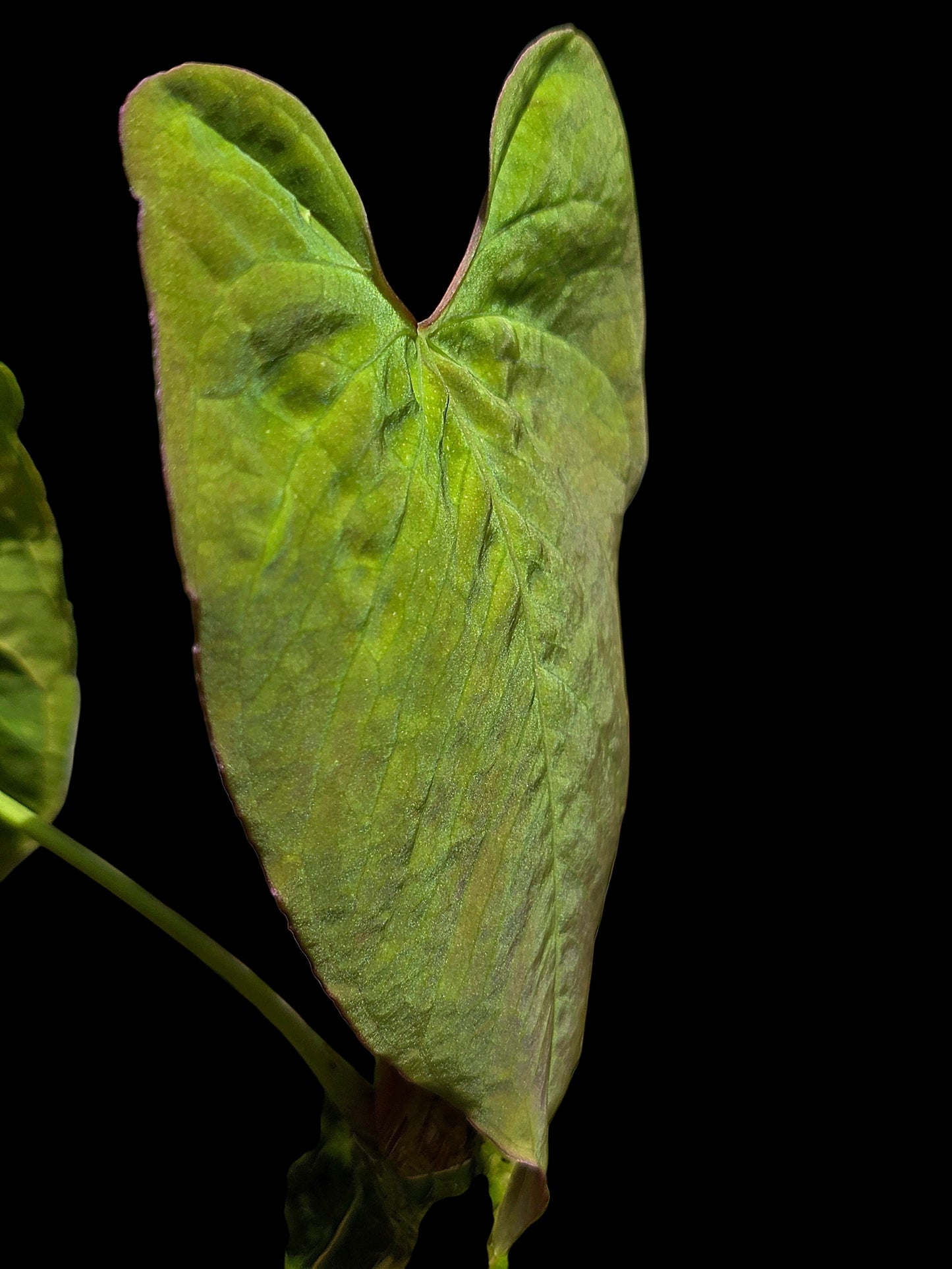Anthurium Sp.'Purple' Velvety with 2 Leaves (EXACT PLANT)