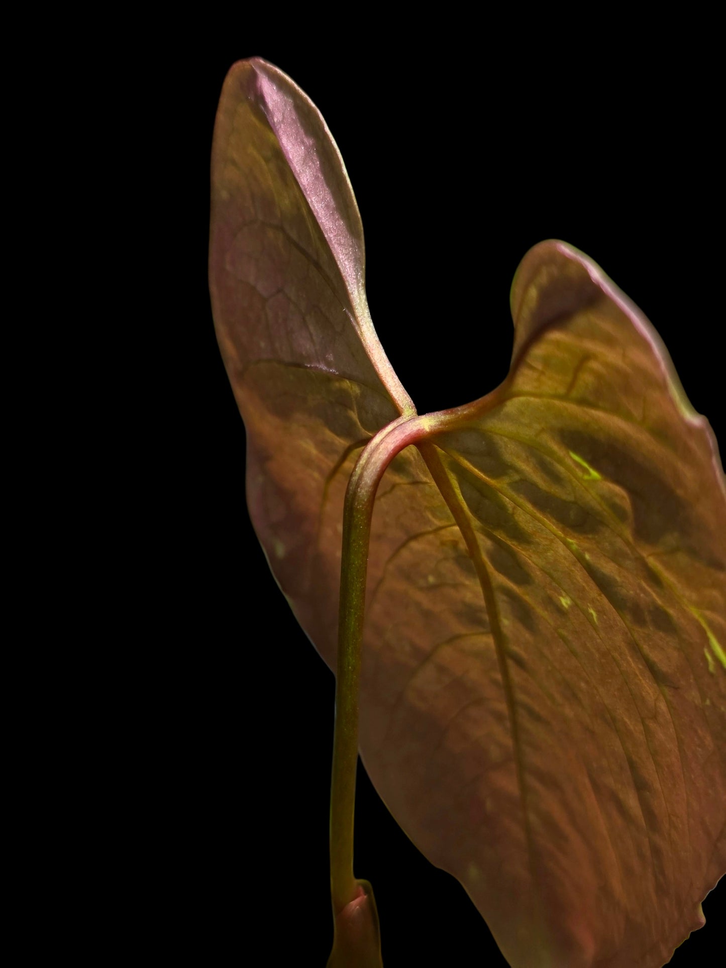 Anthurium Sp.'Purple' Velvety with 2 Leaves (EXACT PLANT)