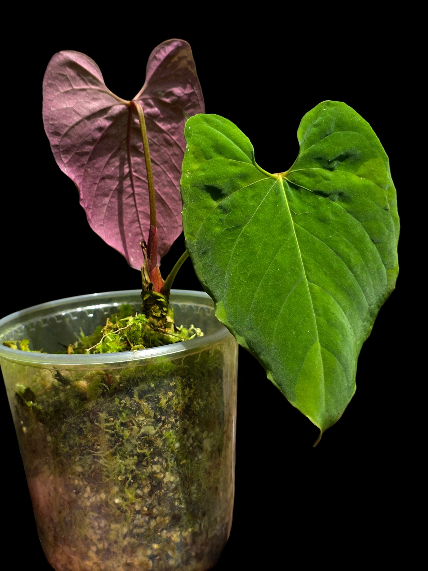 Anthurium Sp.'Purple' Velvety with 2 Leaves (EXACT PLANT)