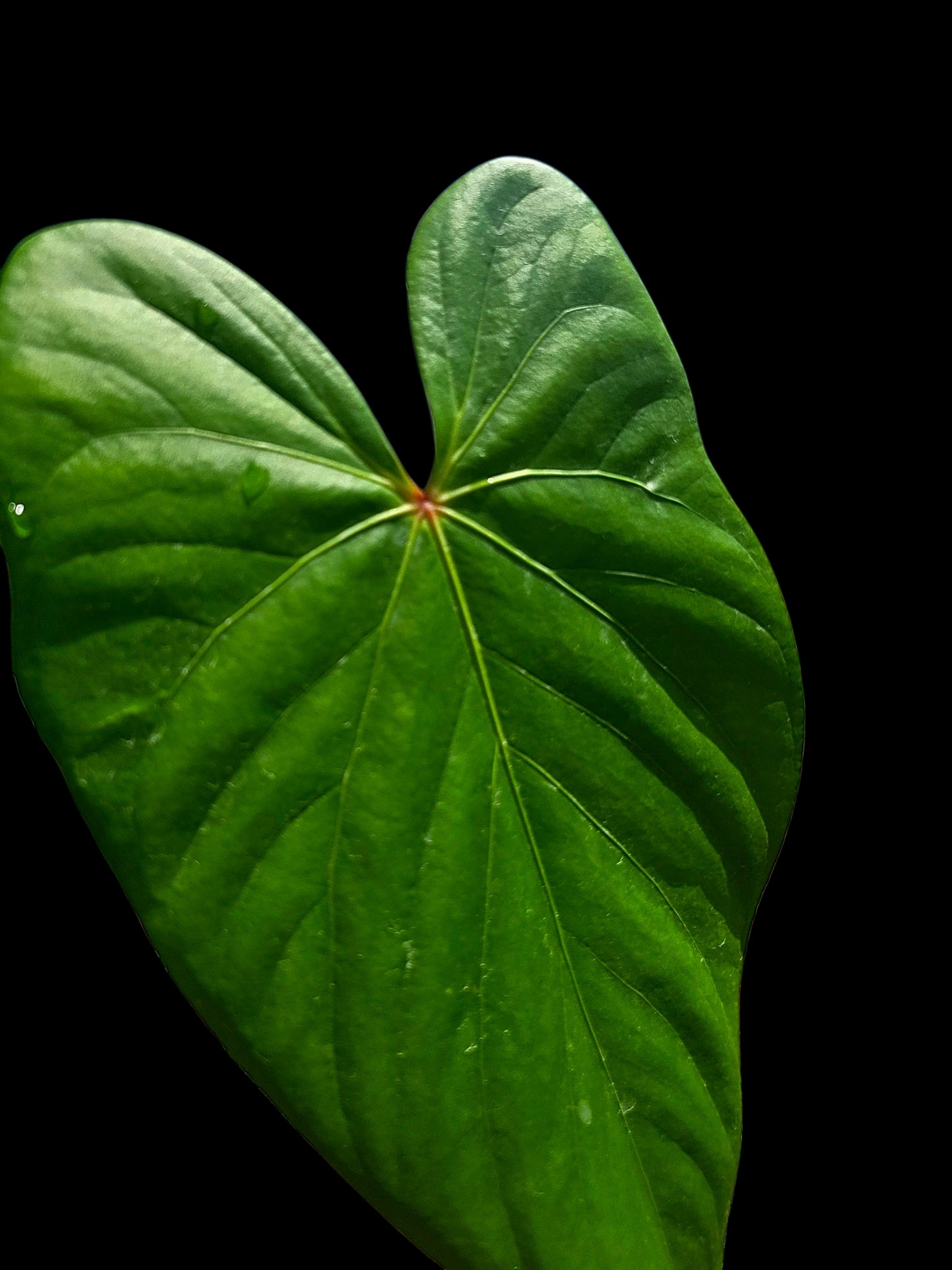 Anthurium sp. 'Amazon Red Petiole' BIG Plant (EXACT PLANT)