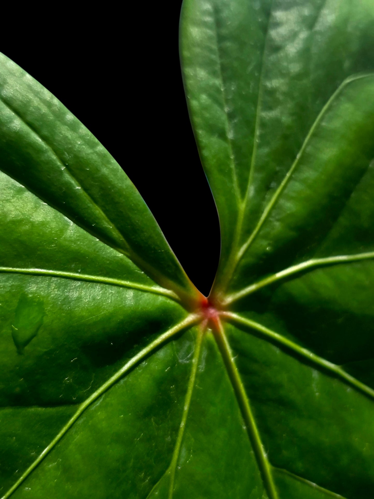 Anthurium sp. 'Amazon Red Petiole' BIG Plant (EXACT PLANT)