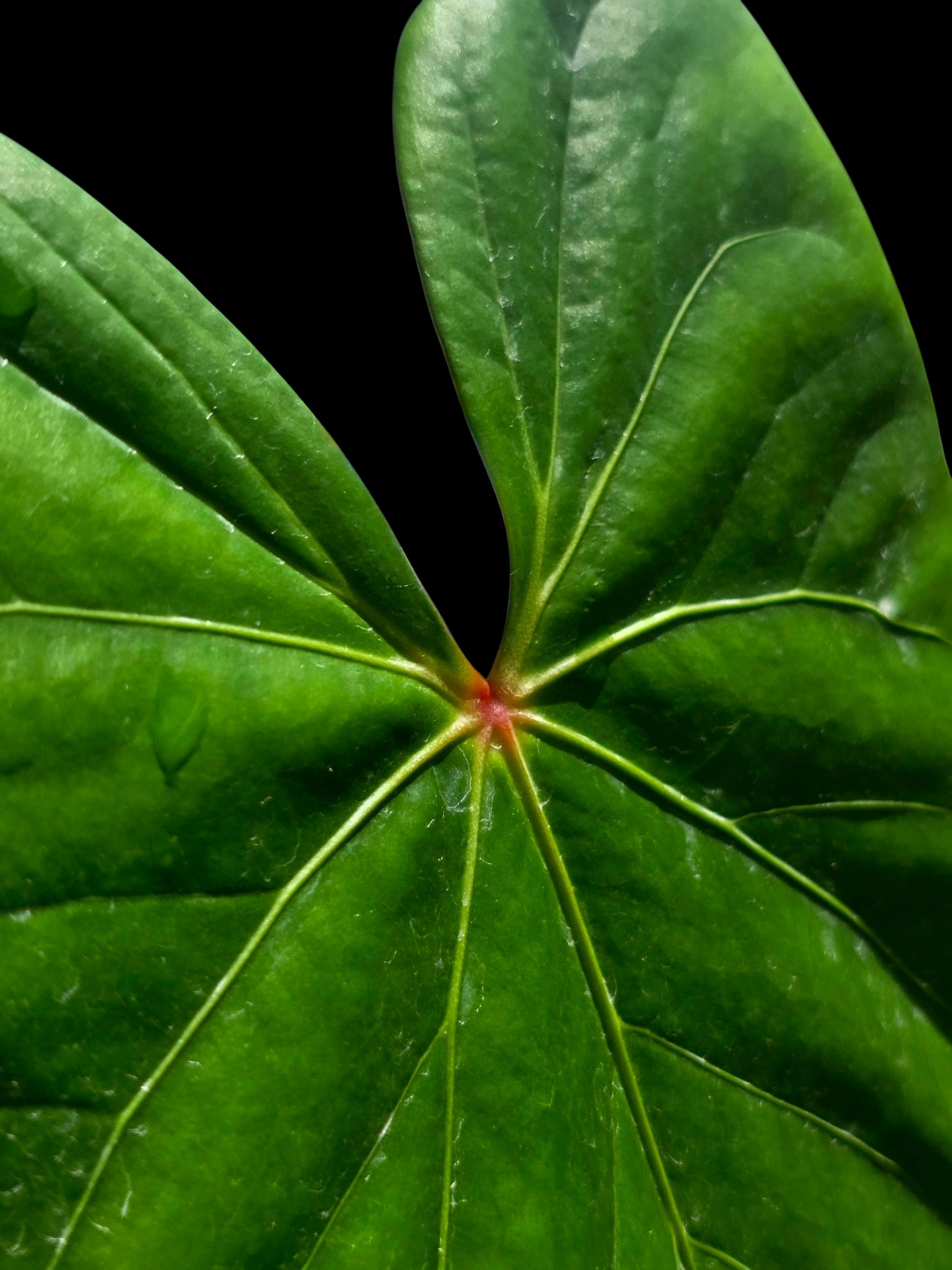 Anthurium sp. 'Amazon Red Petiole' BIG Plant (EXACT PLANT)