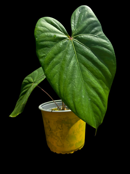 Anthurium sp. 'Amazon Red Petiole' BIG Plant (EXACT PLANT)