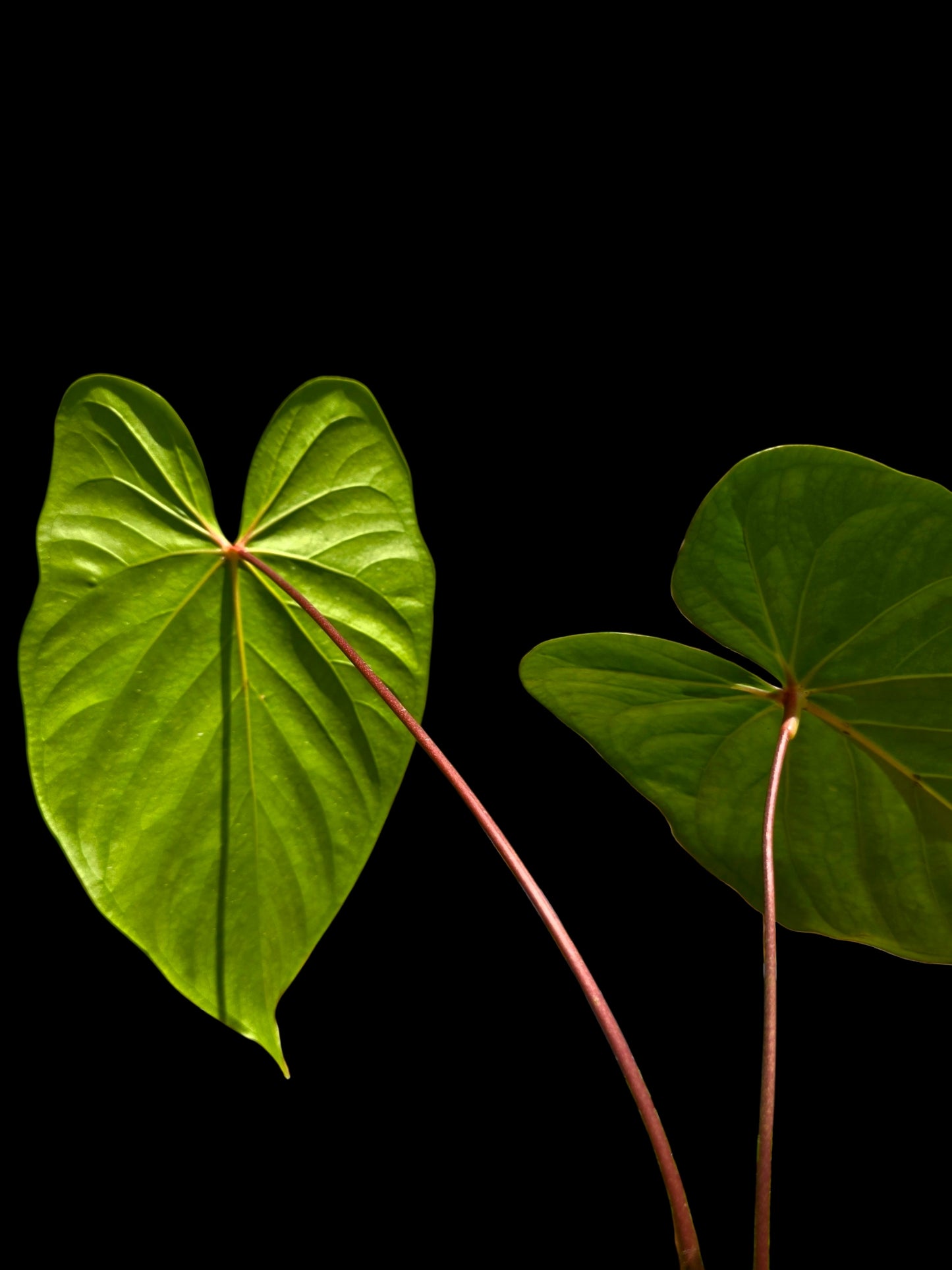 Anthurium sp. 'Amazon Red Petiole' BIG Plant (EXACT PLANT)