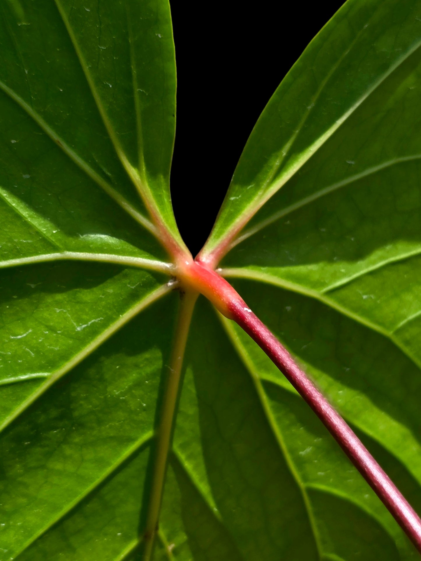 Anthurium sp. 'Amazon Red Petiole' BIG Plant (EXACT PLANT)
