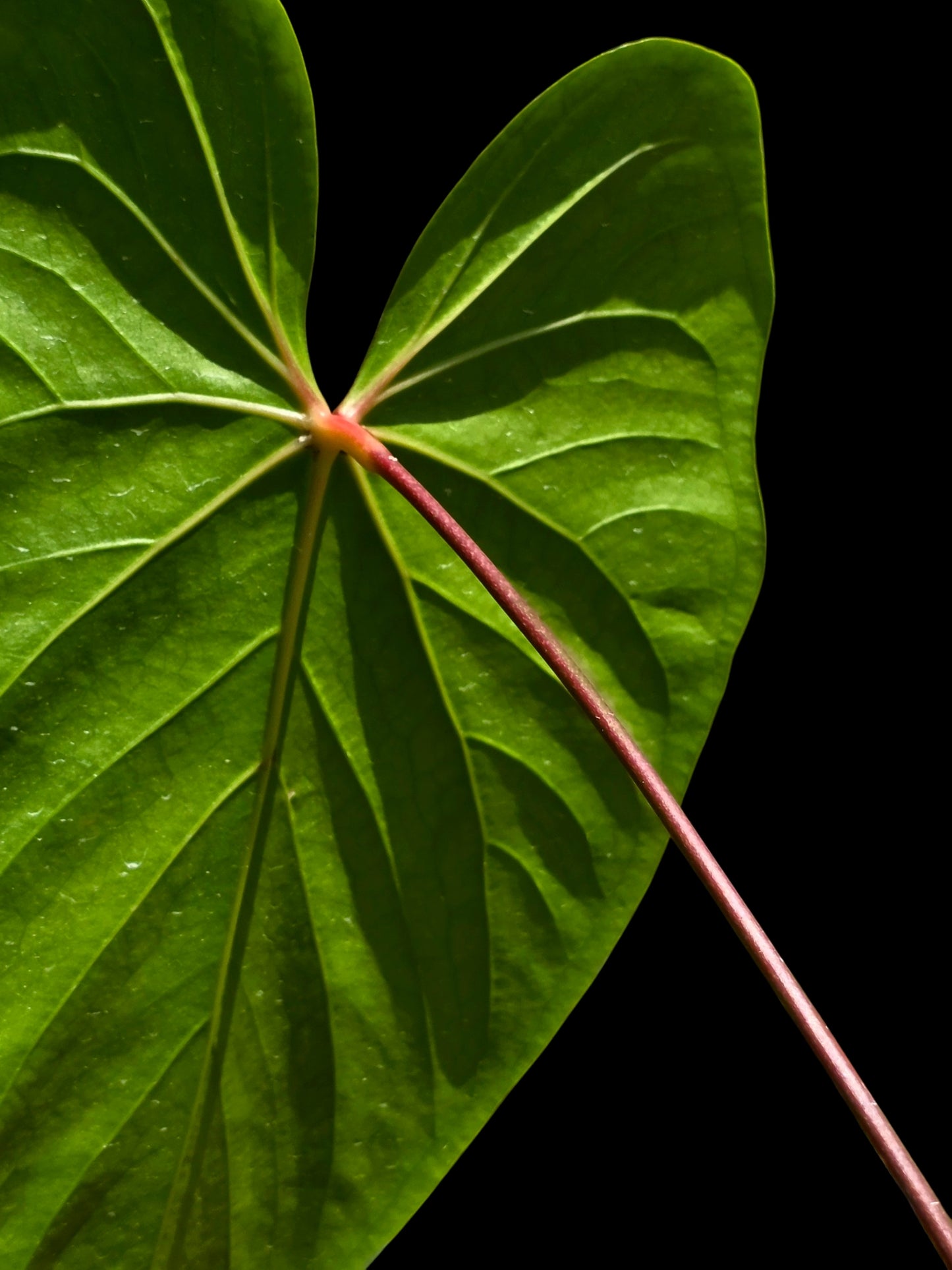 Anthurium sp. 'Amazon Red Petiole' BIG Plant (EXACT PLANT)