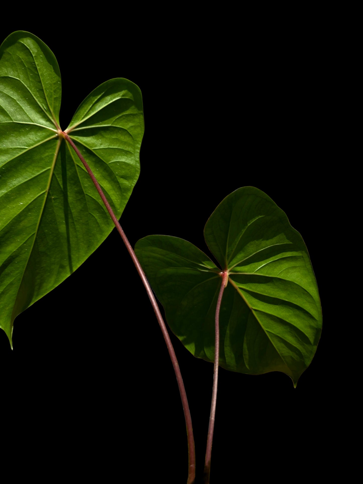Anthurium sp. 'Amazon Red Petiole' BIG Plant (EXACT PLANT)