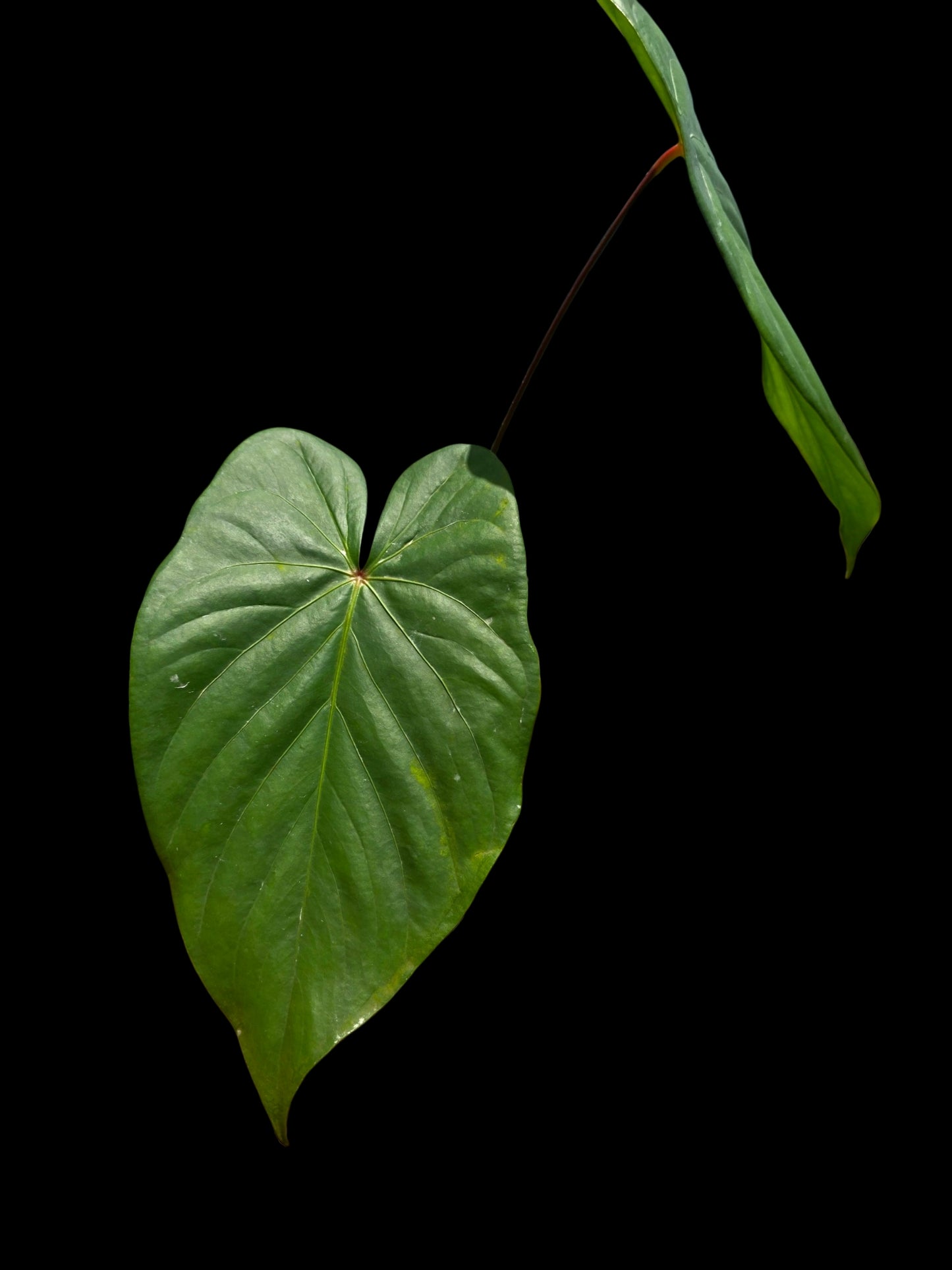 Anthurium sp. 'Amazon Red Petiole' BIG Plant (EXACT PLANT)