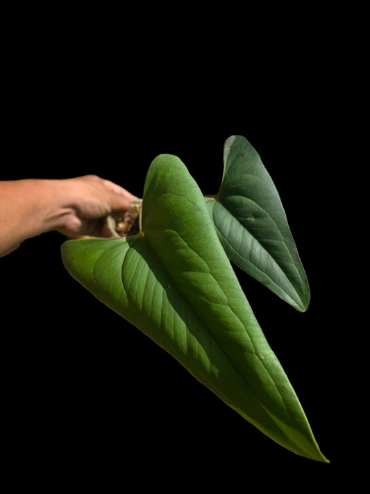 Anthurium sp. 'Indian arrow' BIG Plant (EXACT PLANT)