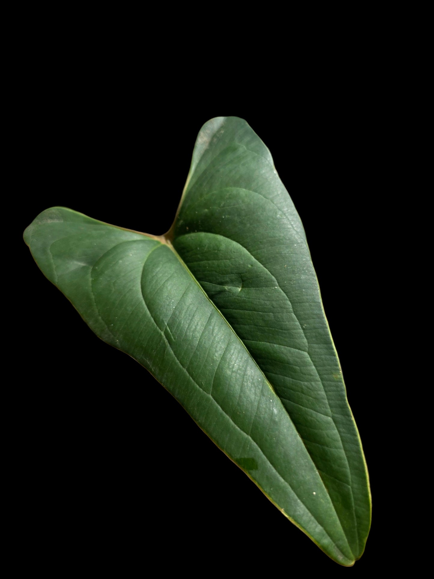 Anthurium sp. 'Indian arrow' BIG Plant (EXACT PLANT)