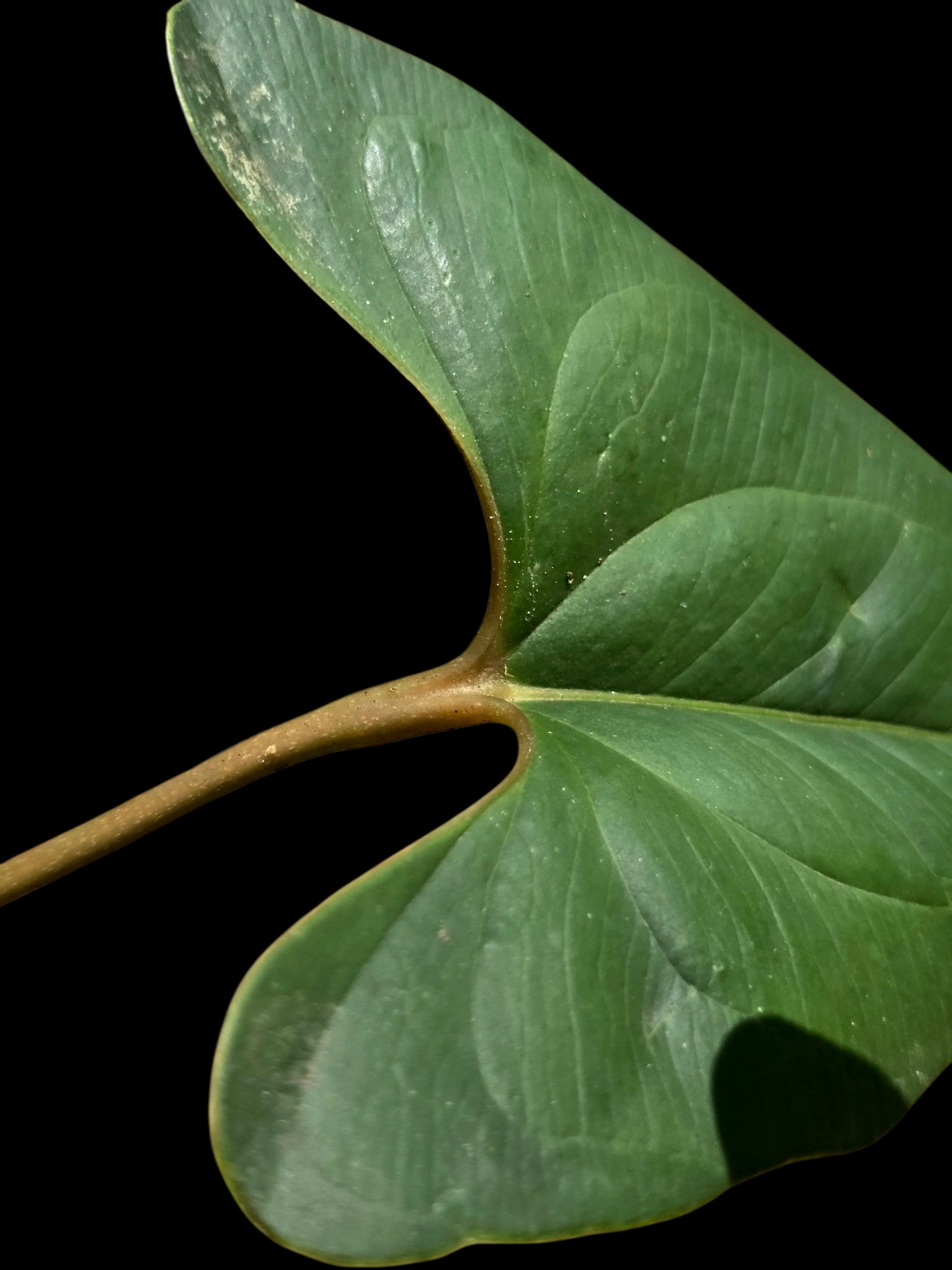 Anthurium sp. 'Indian arrow' BIG Plant (EXACT PLANT)