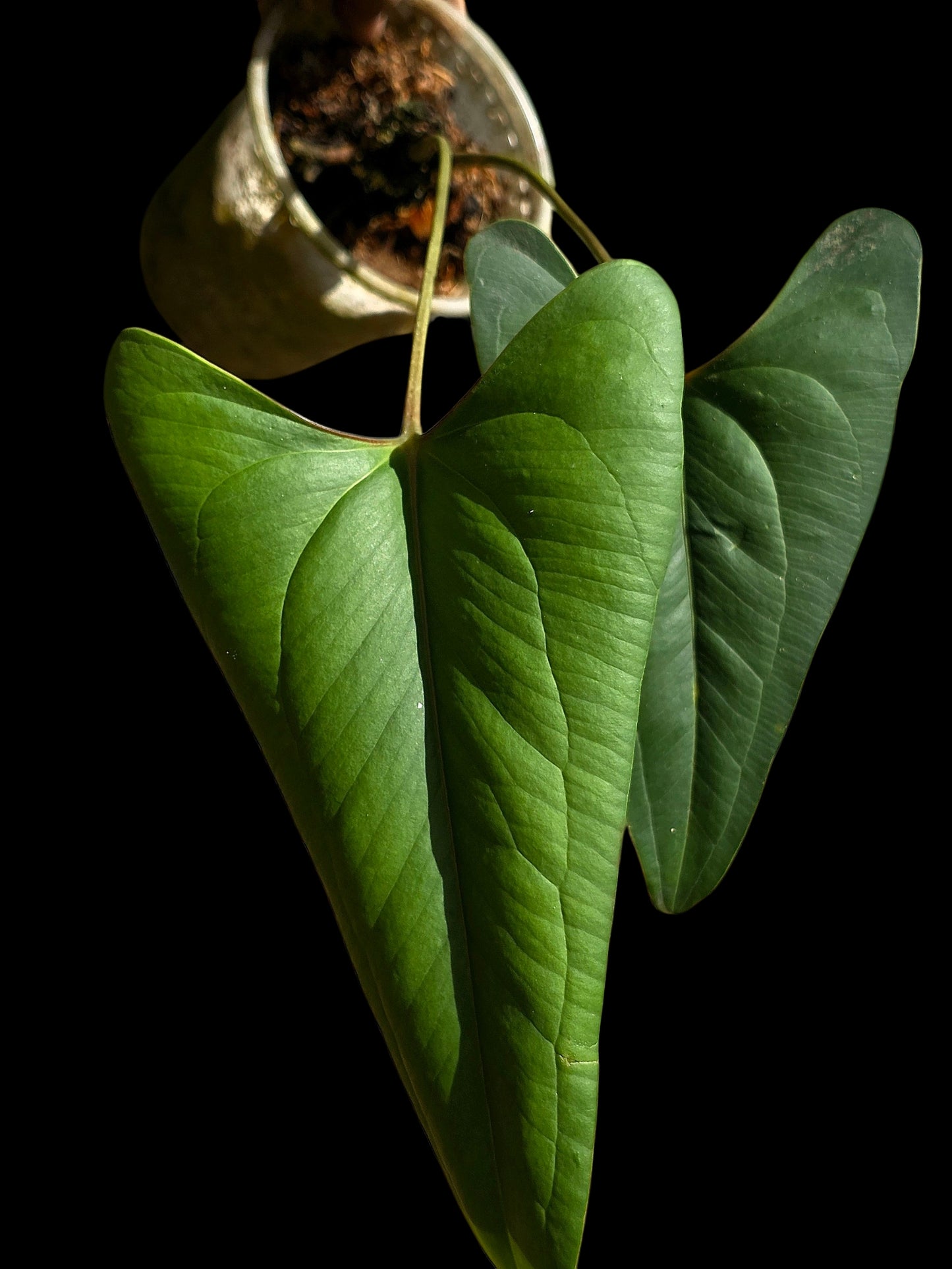 Anthurium sp. 'Indian arrow' BIG Plant (EXACT PLANT)