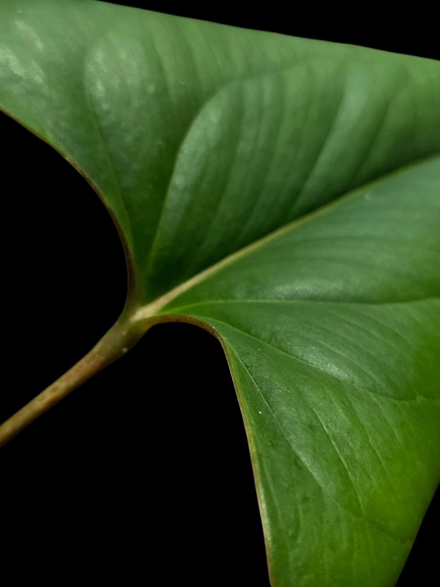 Anthurium sp. 'Indian arrow' BIG Plant (EXACT PLANT)
