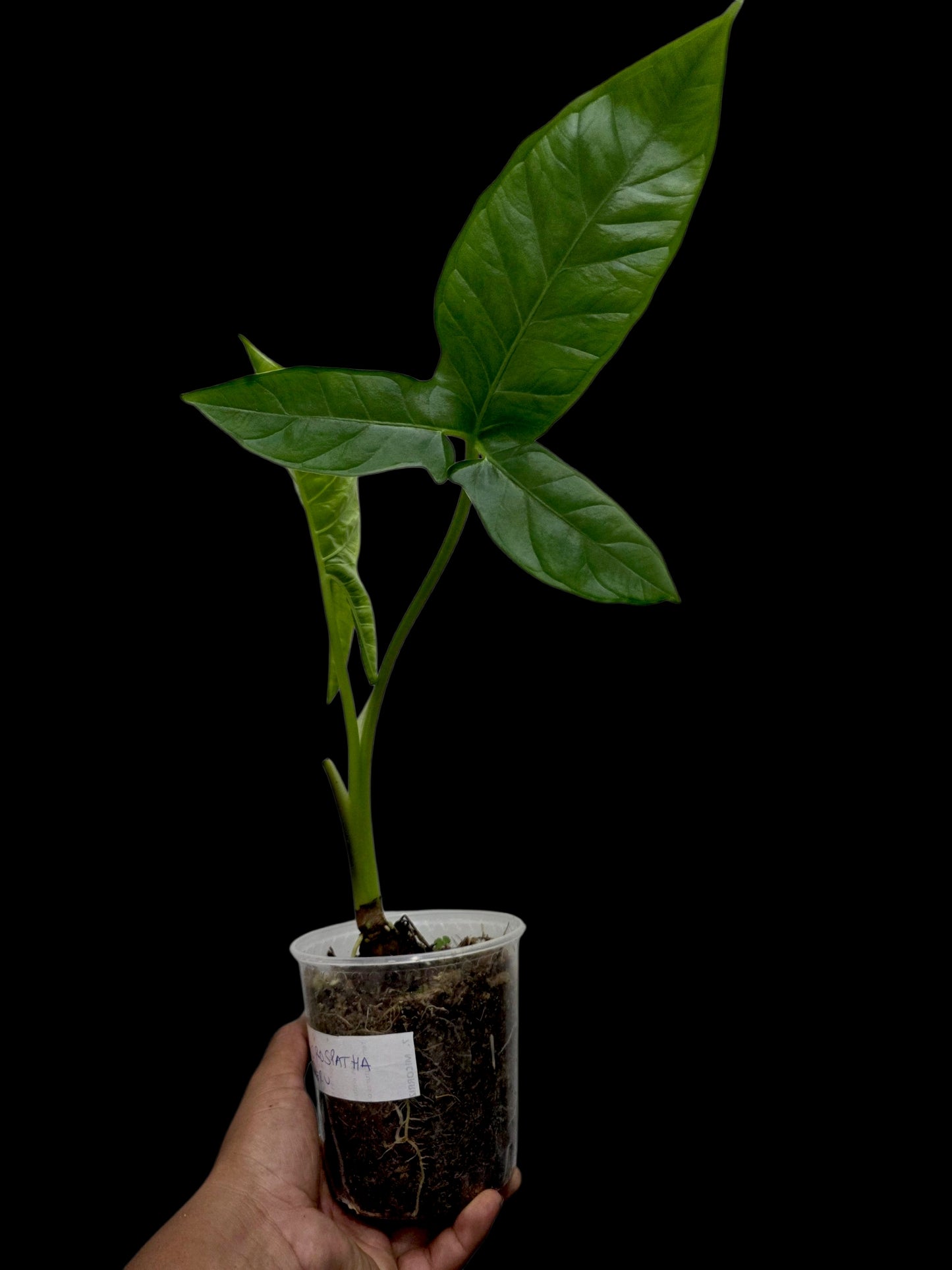 Chlorospatha sp. Peru Wild Ecotype