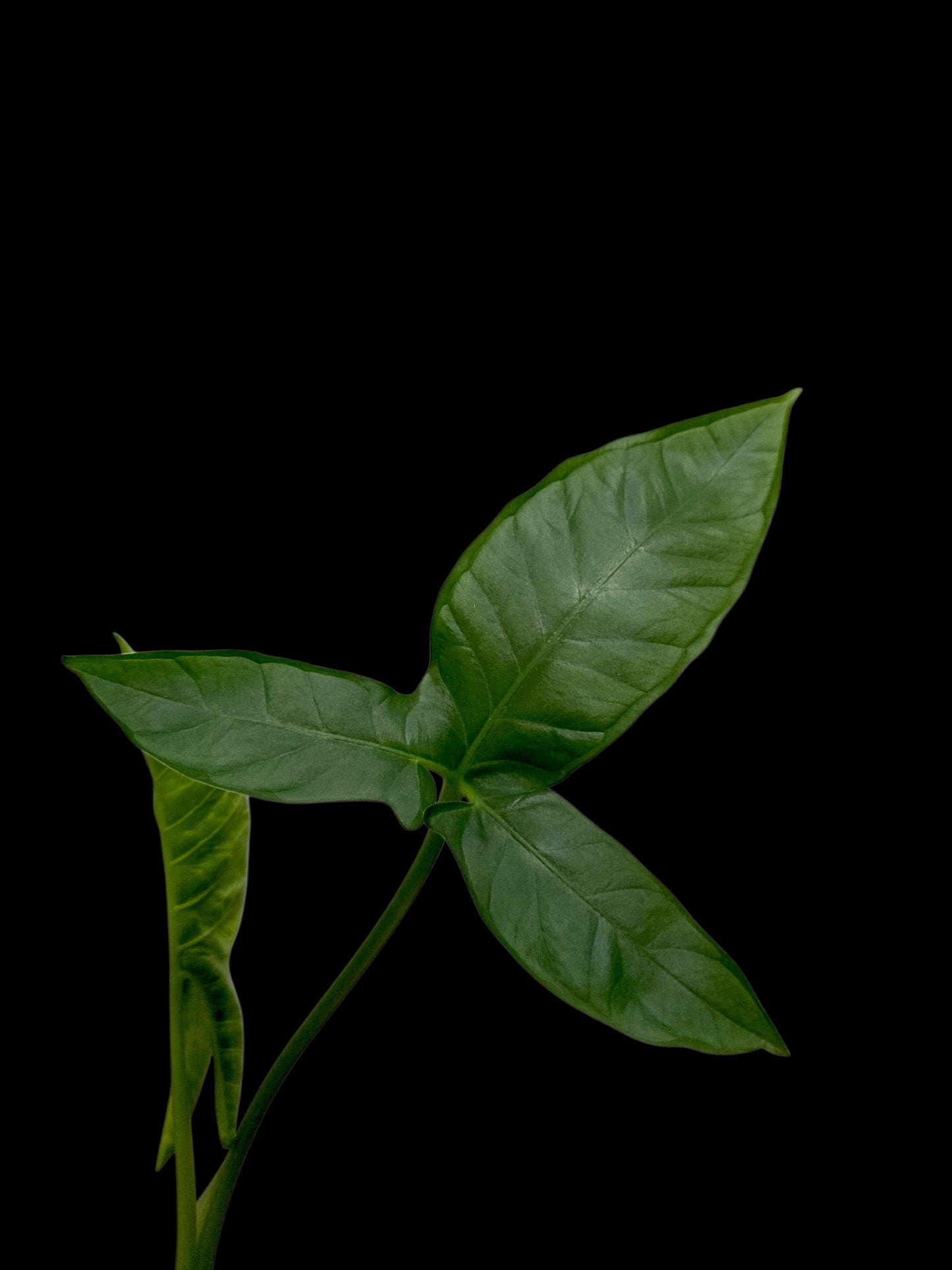 Chlorospatha sp. Peru Wild Ecotype