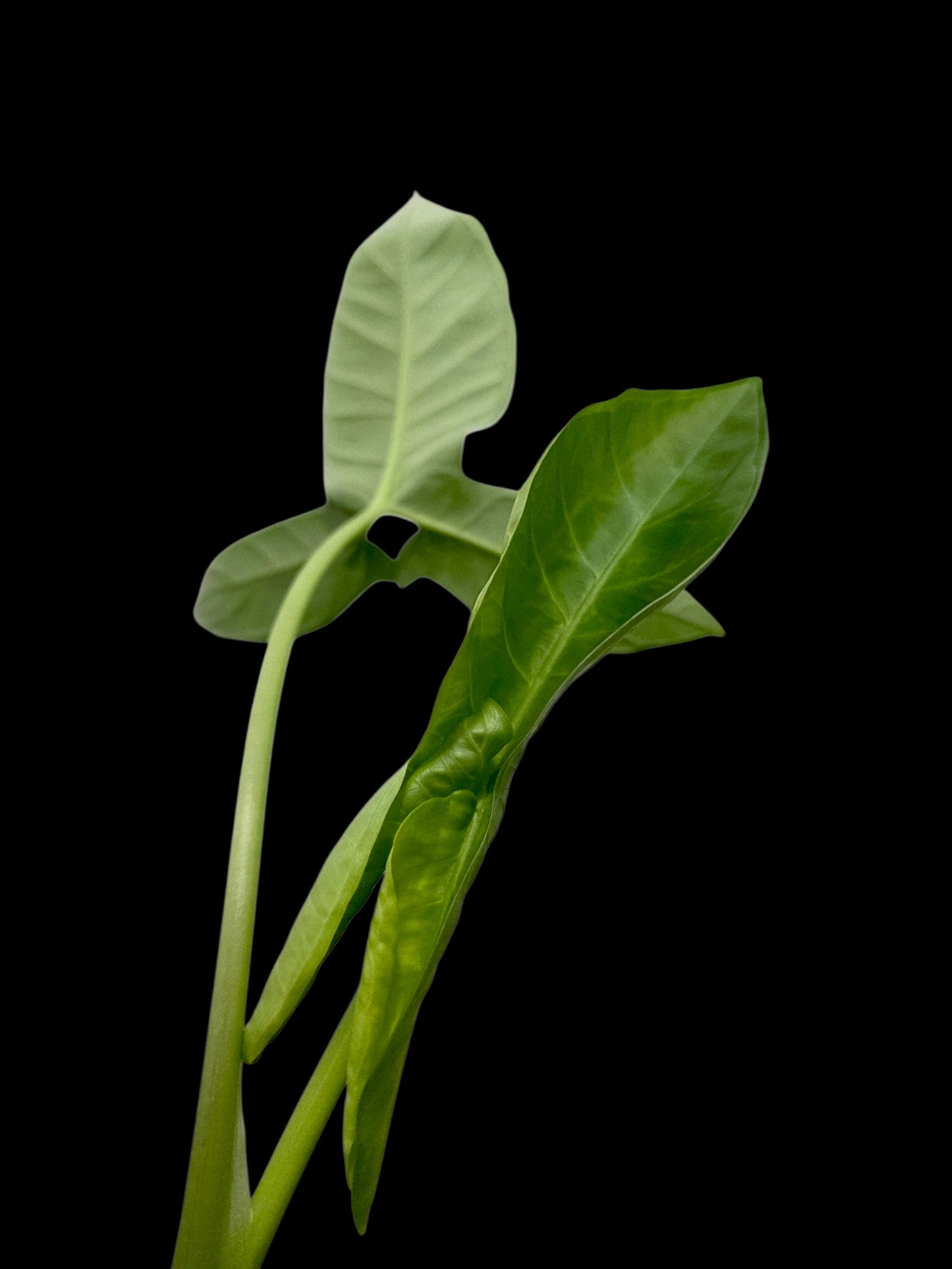 Chlorospatha sp. Peru Wild Ecotype
