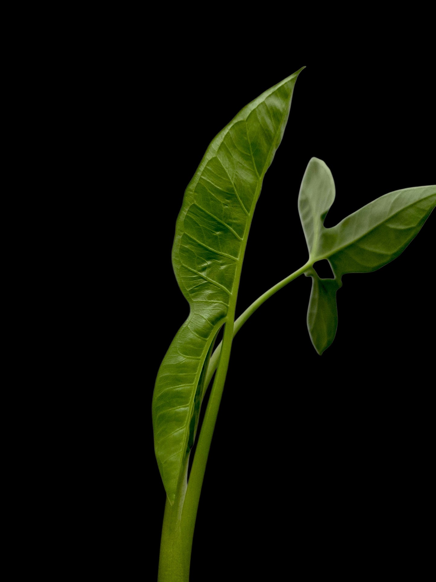 Chlorospatha sp. Peru Wild Ecotype