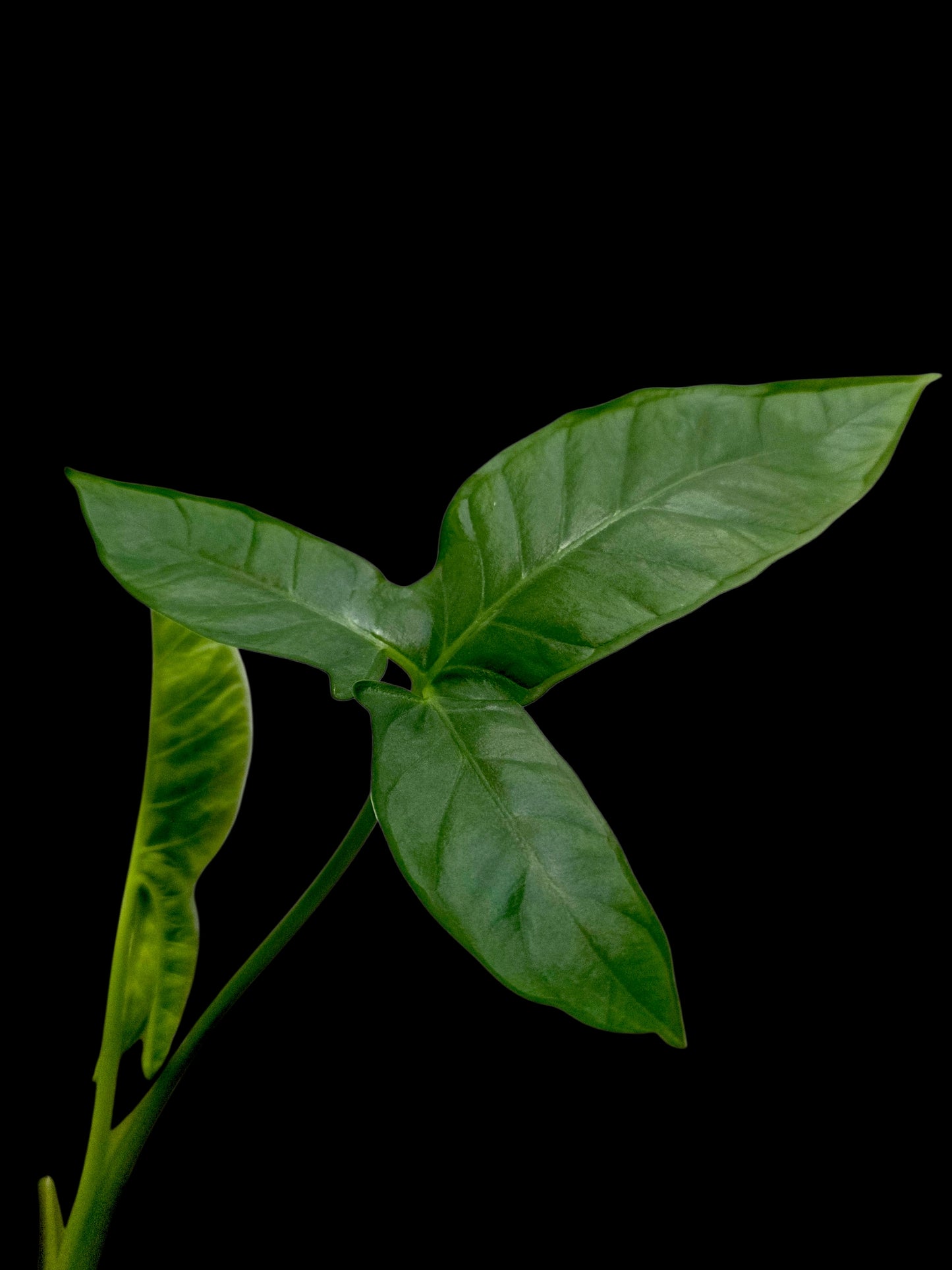Chlorospatha sp. Peru Wild Ecotype