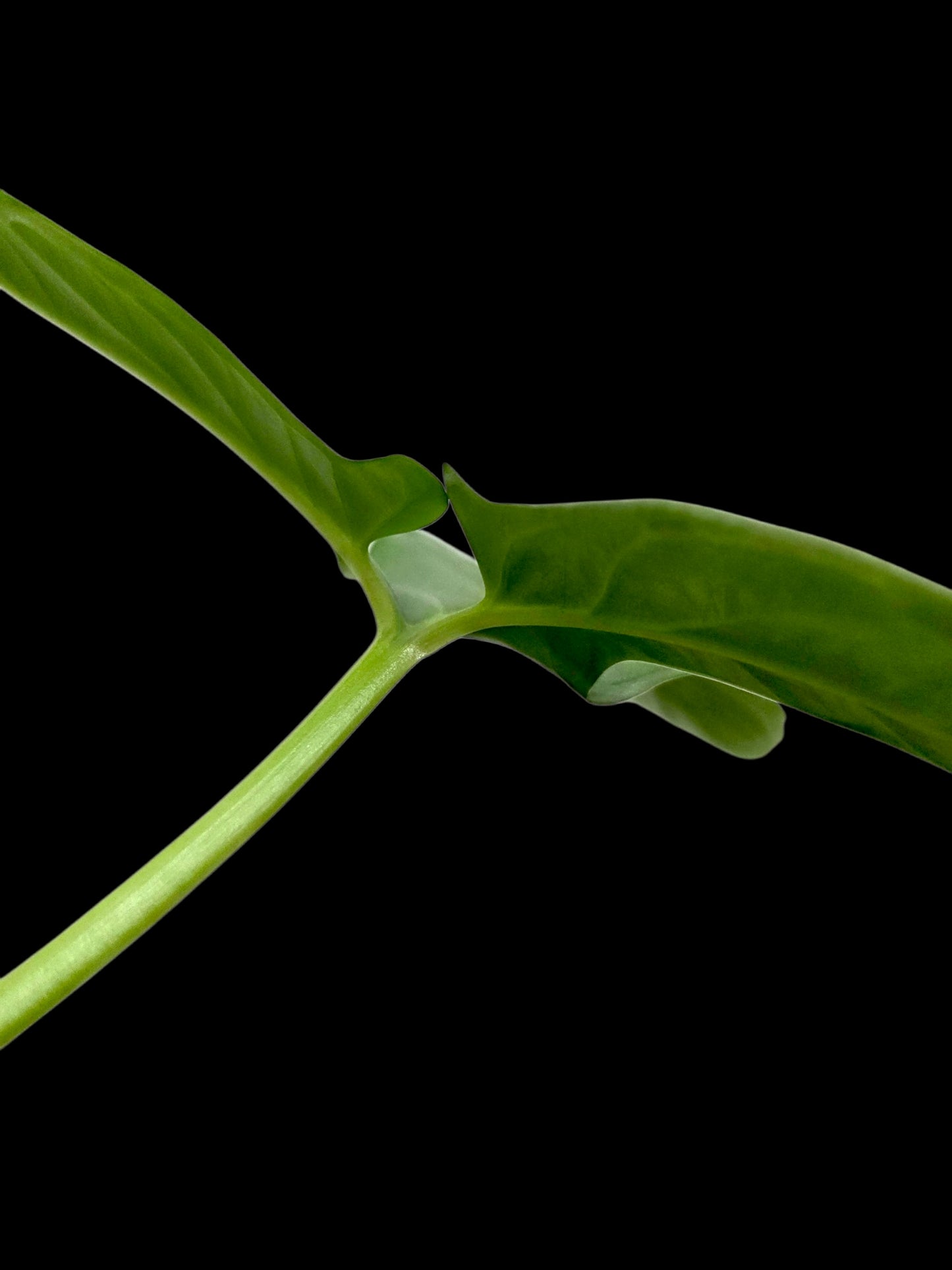 Chlorospatha sp. Peru Wild Ecotype