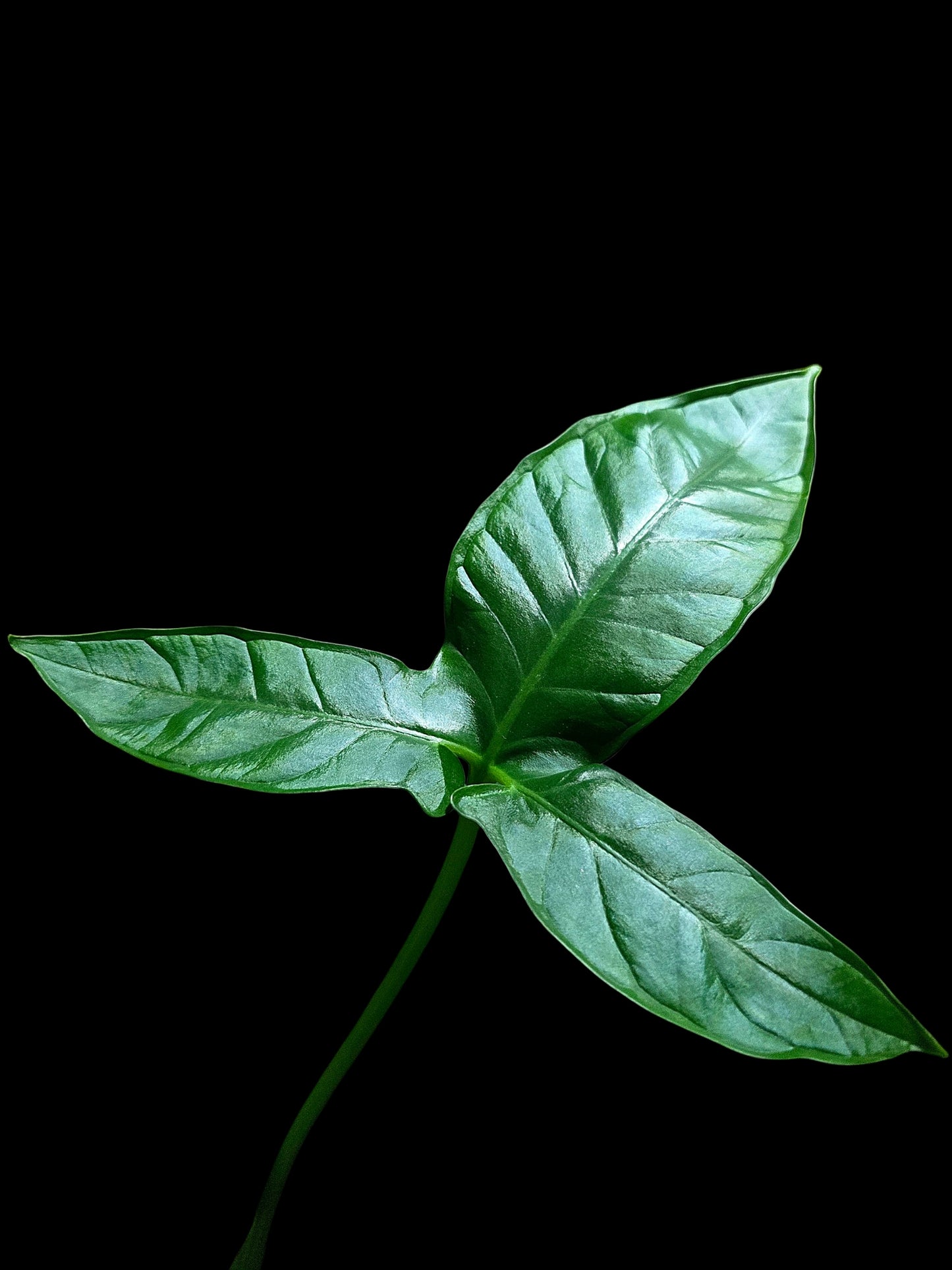 Chlorospatha sp. Peru Wild Ecotype