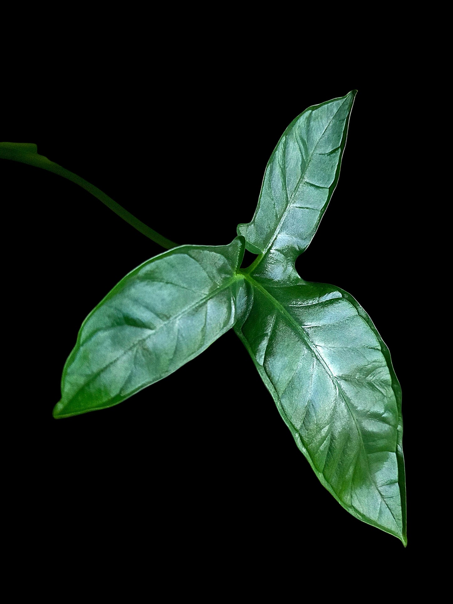 Chlorospatha sp. Peru Wild Ecotype