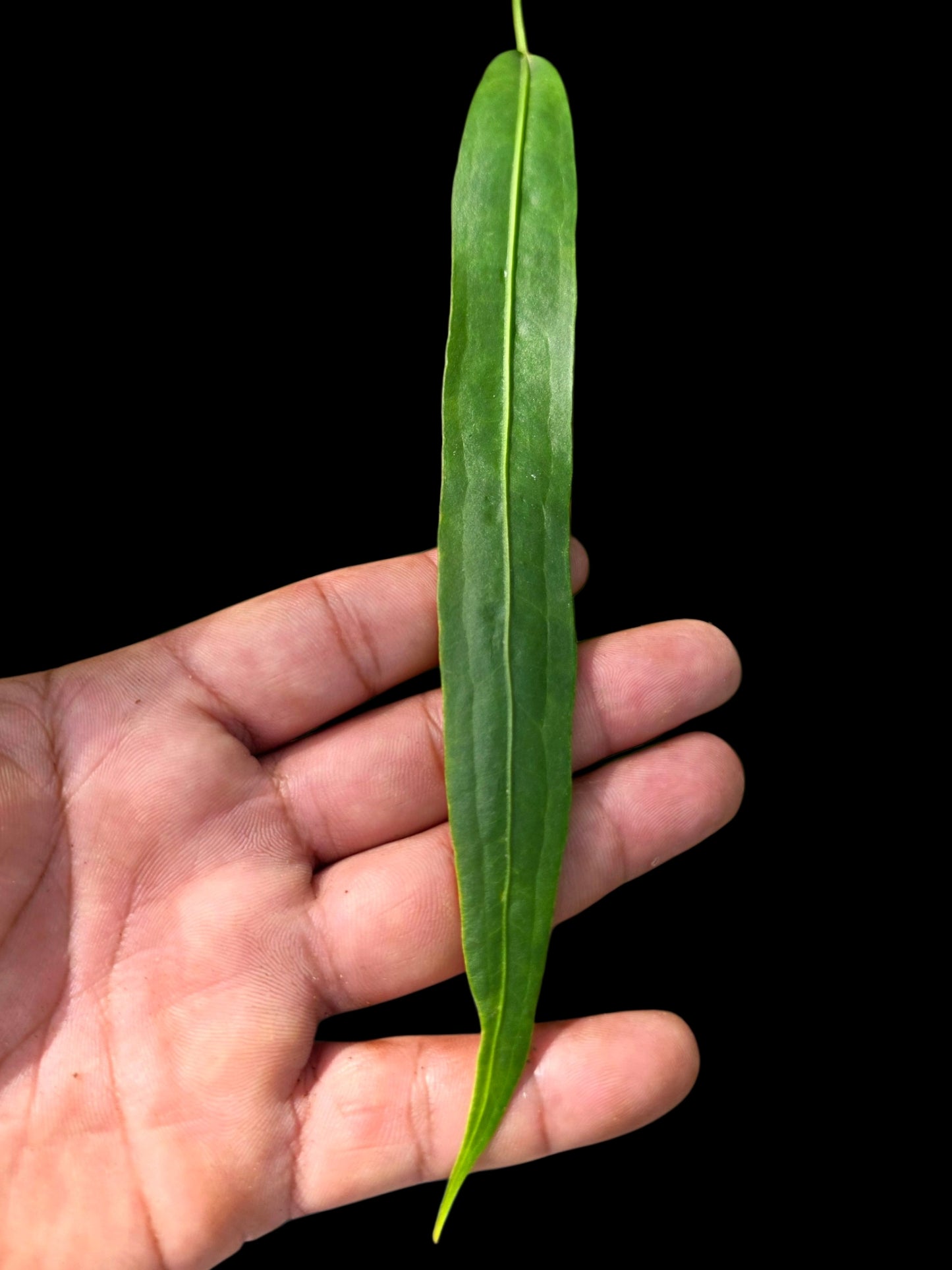 Anthurium Friedrichsthalii Wild Ecotype' (EXACT PLANT)