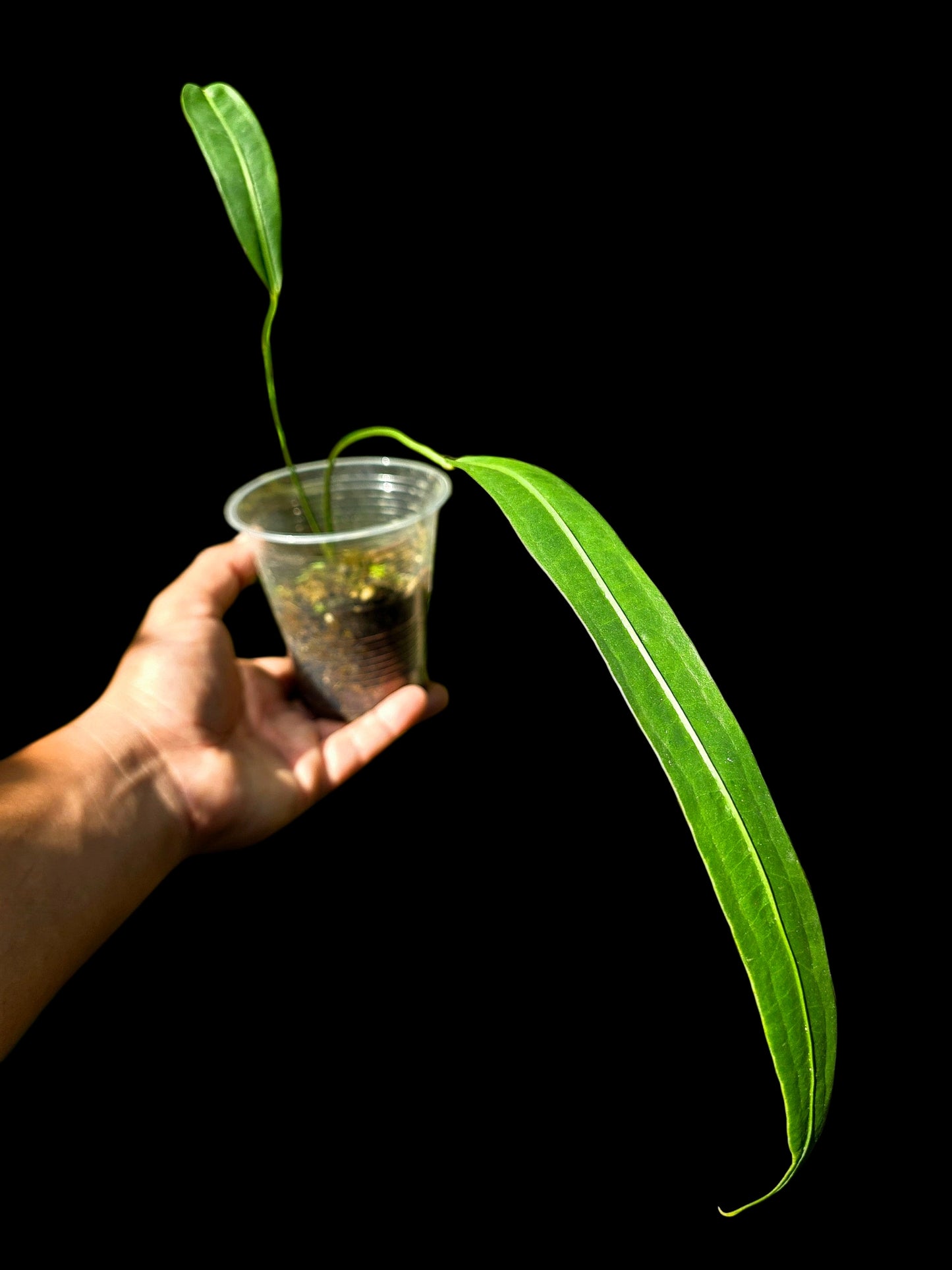 Anthurium Friedrichsthalii Wild Ecotype' (EXACT PLANT)