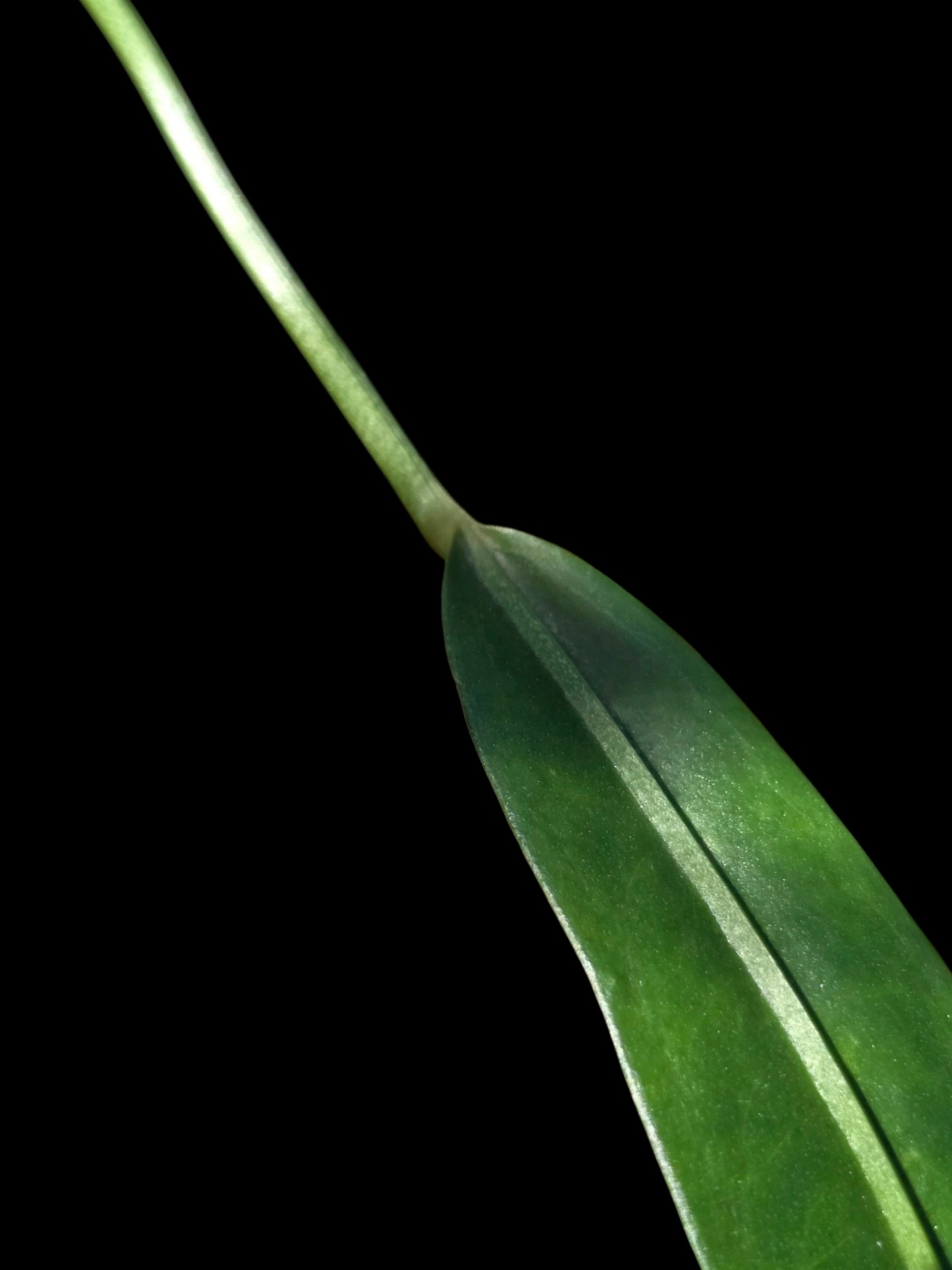 Anthurium Friedrichsthalii Wild Ecotype' (EXACT PLANT)