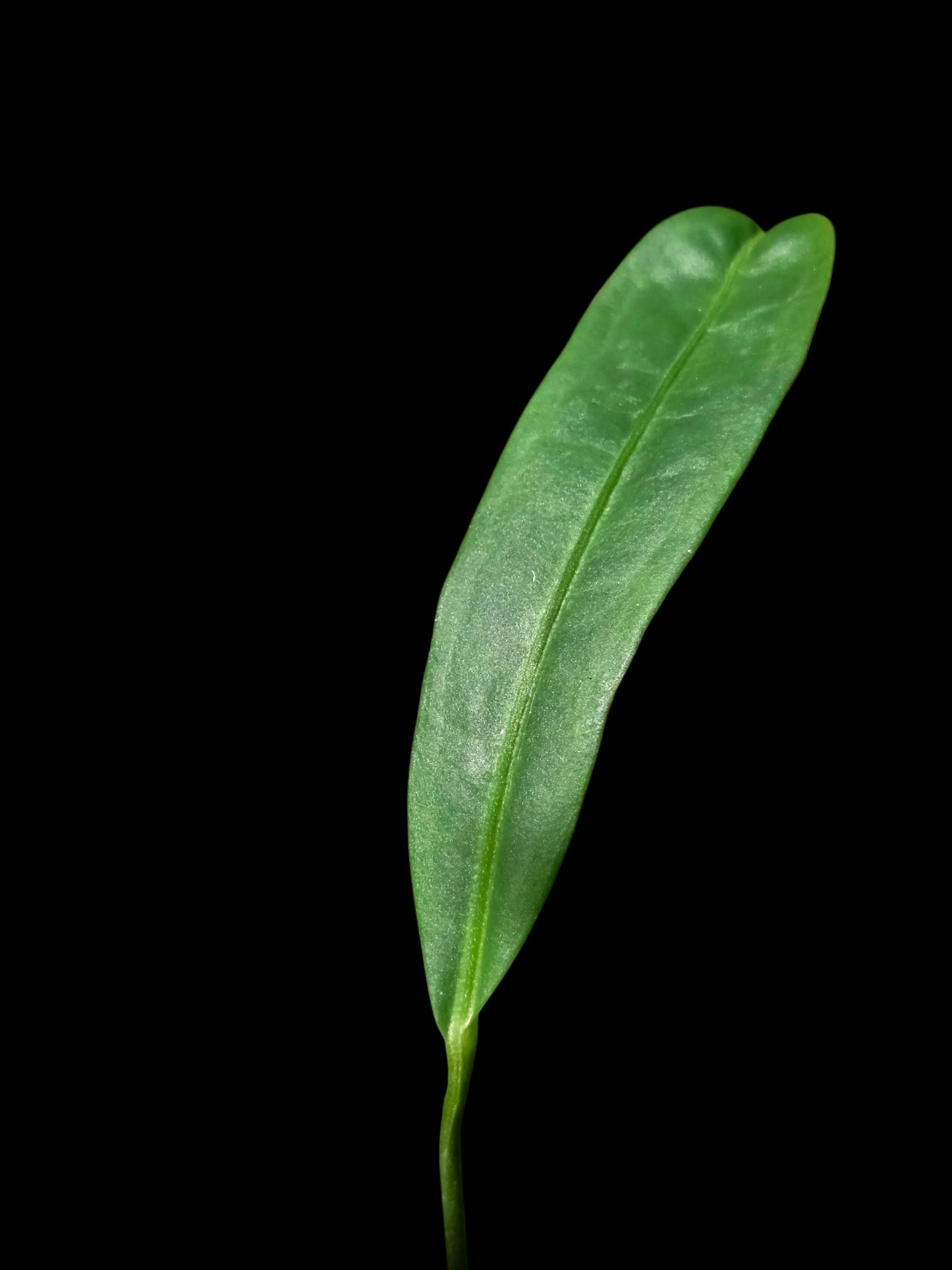 Anthurium Friedrichsthalii Wild Ecotype' (EXACT PLANT)